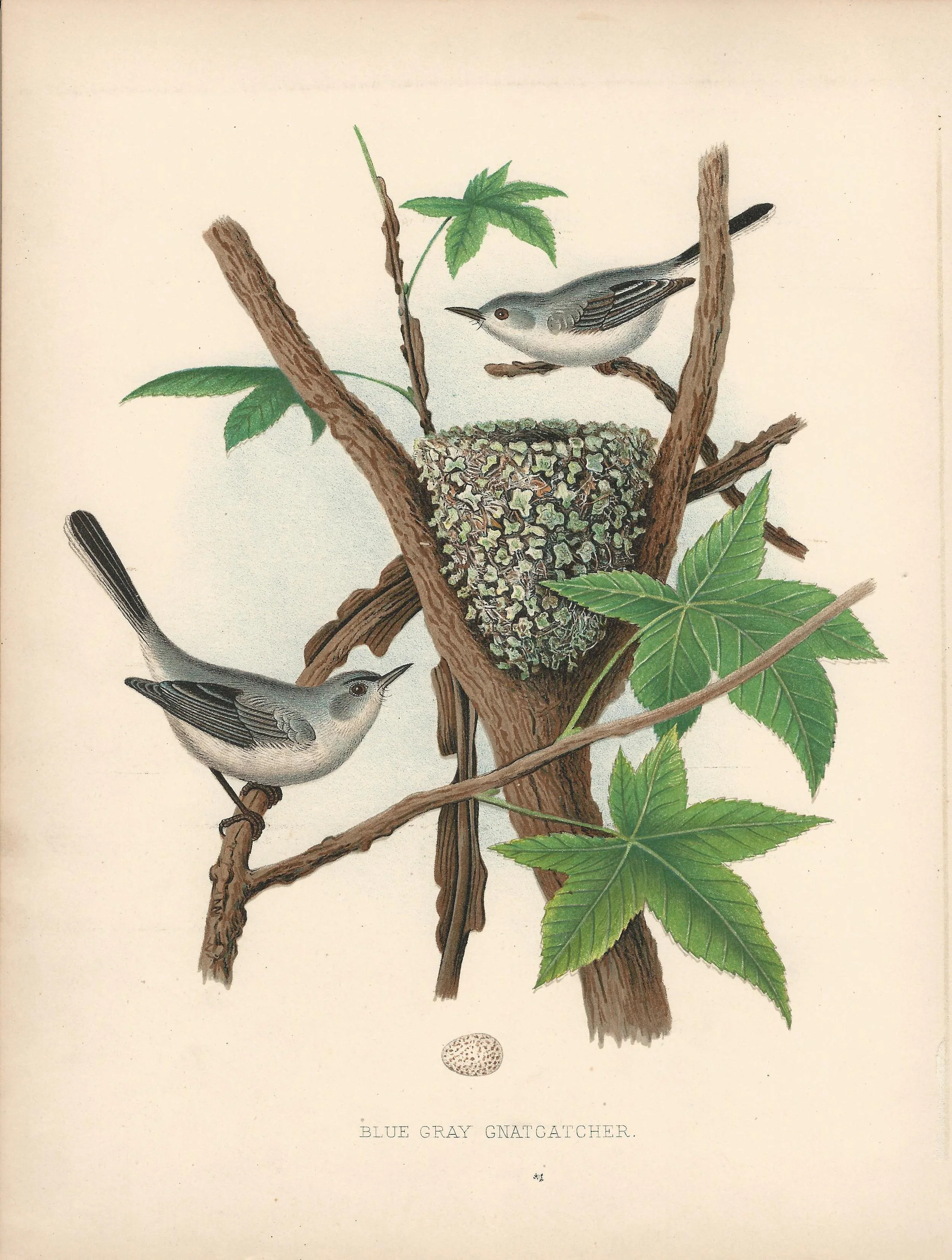 Blue Gray Gatchatcher Gentry Eggs and Nests of United States Birds US Antique Print Plate