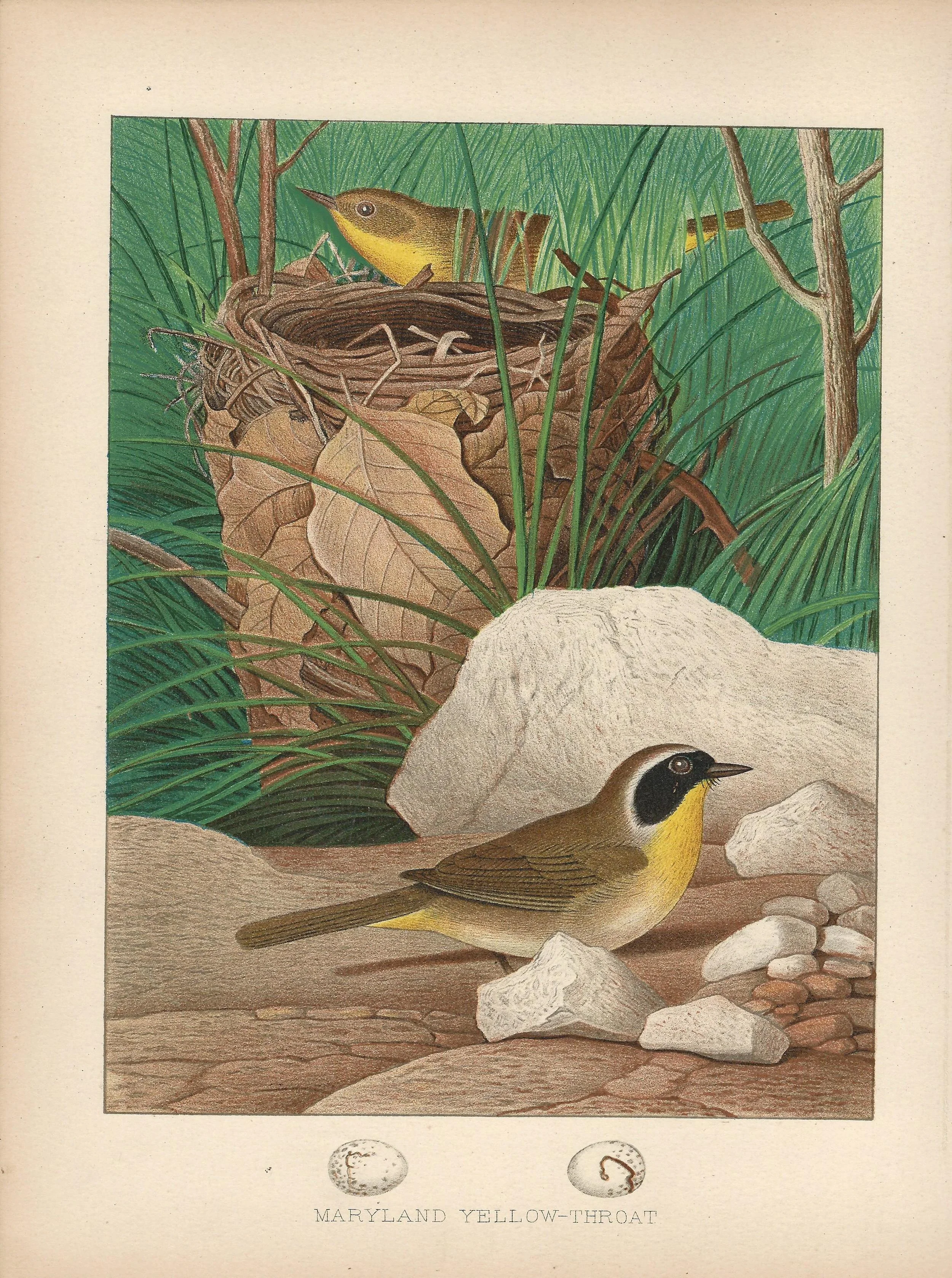 Maryland Yellow Throat Gentry Eggs and Nests of United States Birds US Antique Print Plate