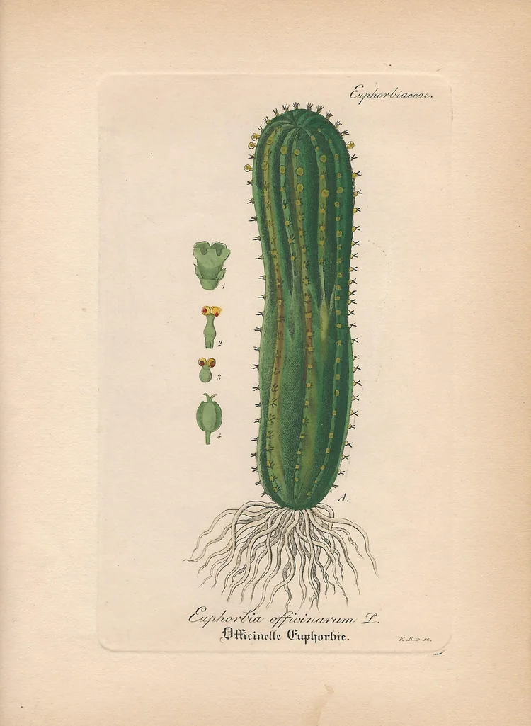 Cactus - Euphorbia Officinarum  Pageant Print Shop