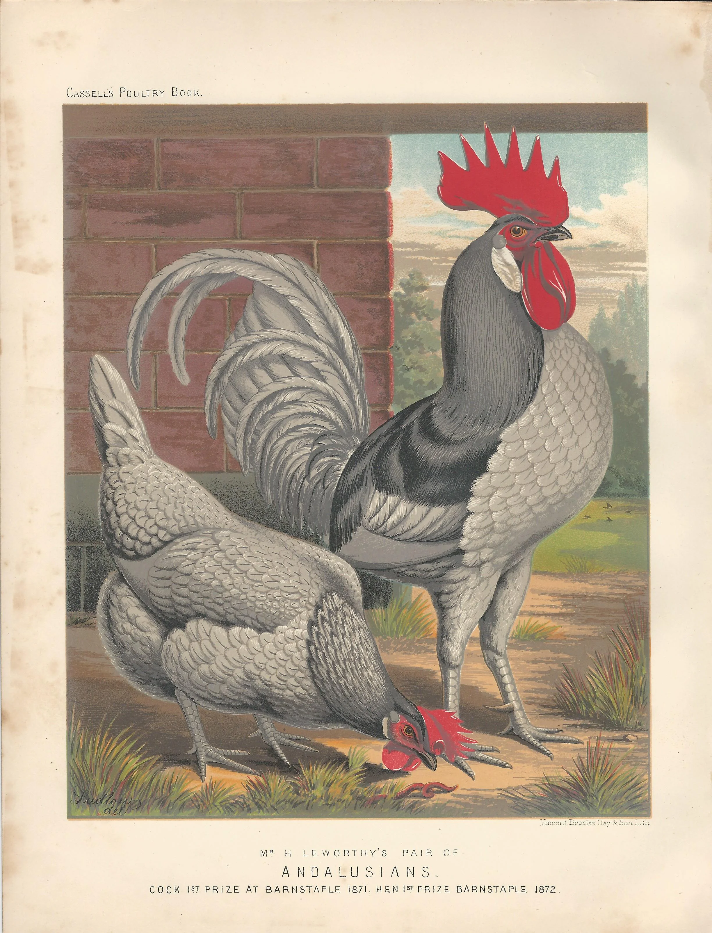 Andalusian Chicken and Rooster Cassell's Book of Poultry Wright Antique Print Plate