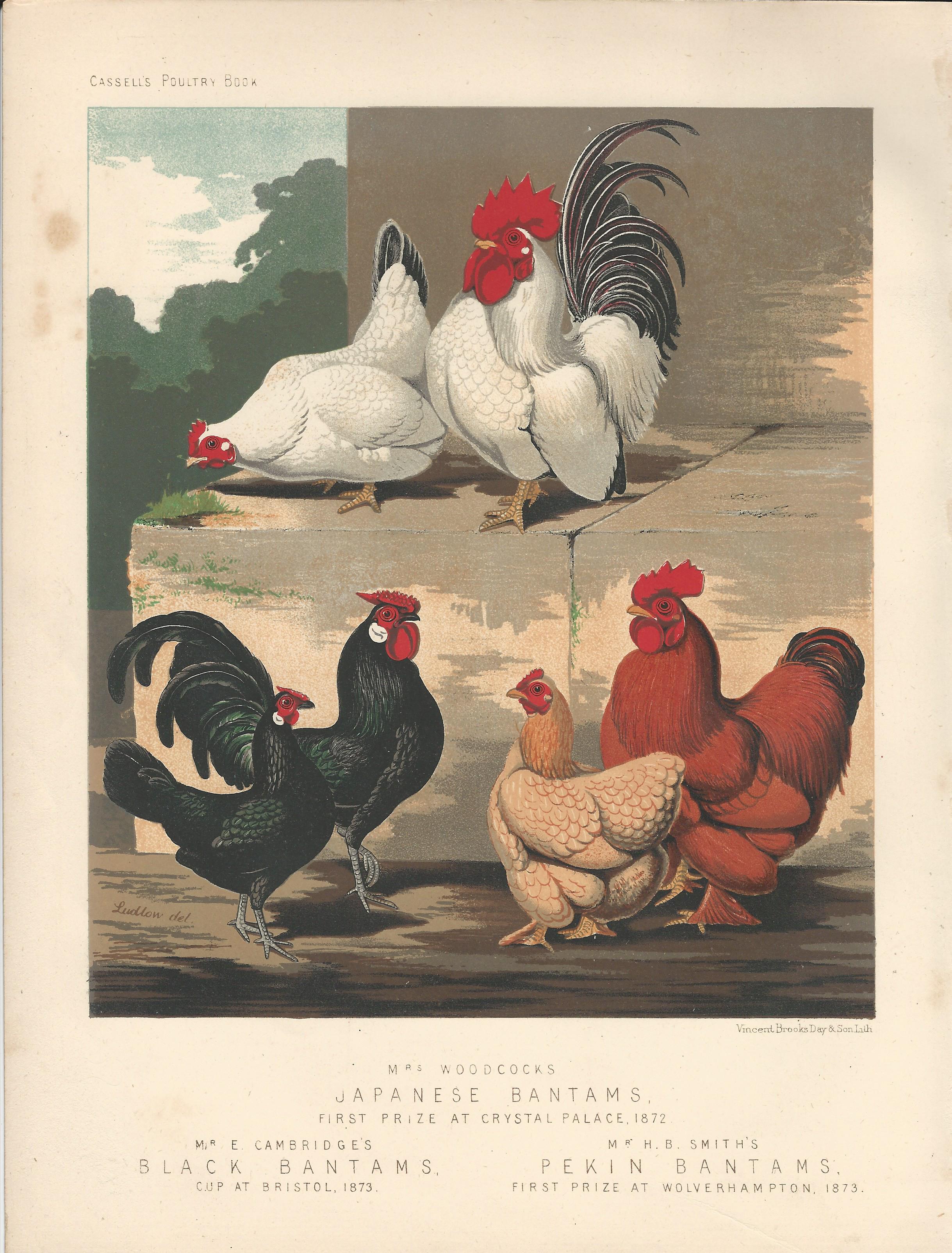 Japanese Bantams Chicken and Rooster Cassell's Poultry Book Wright Antique Print Plate