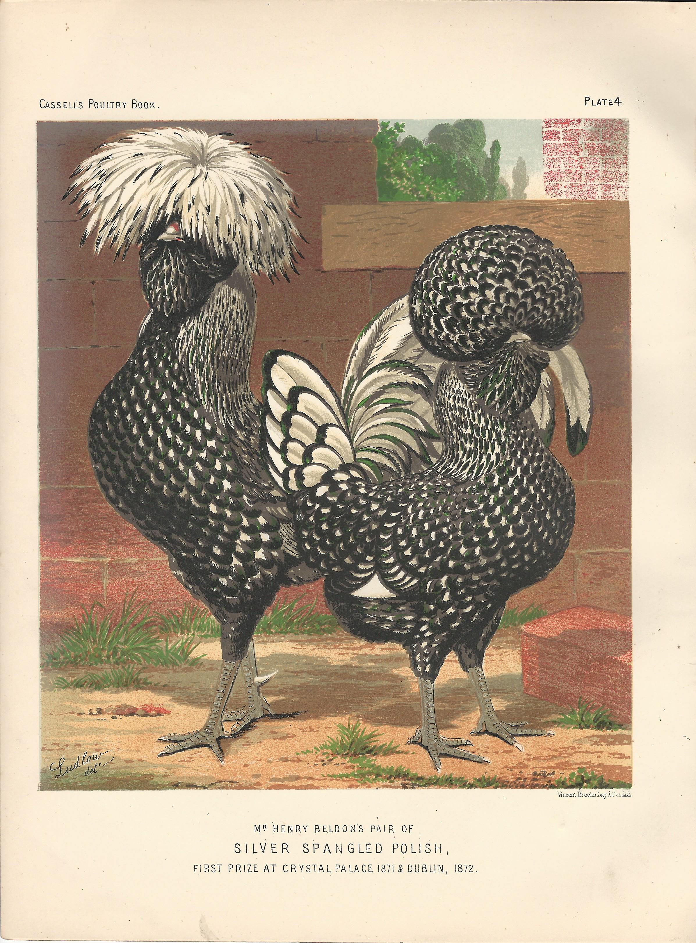 Silver Spangled Polich Chicken and Rooster Cassell Poultry Book Wright Print Plate