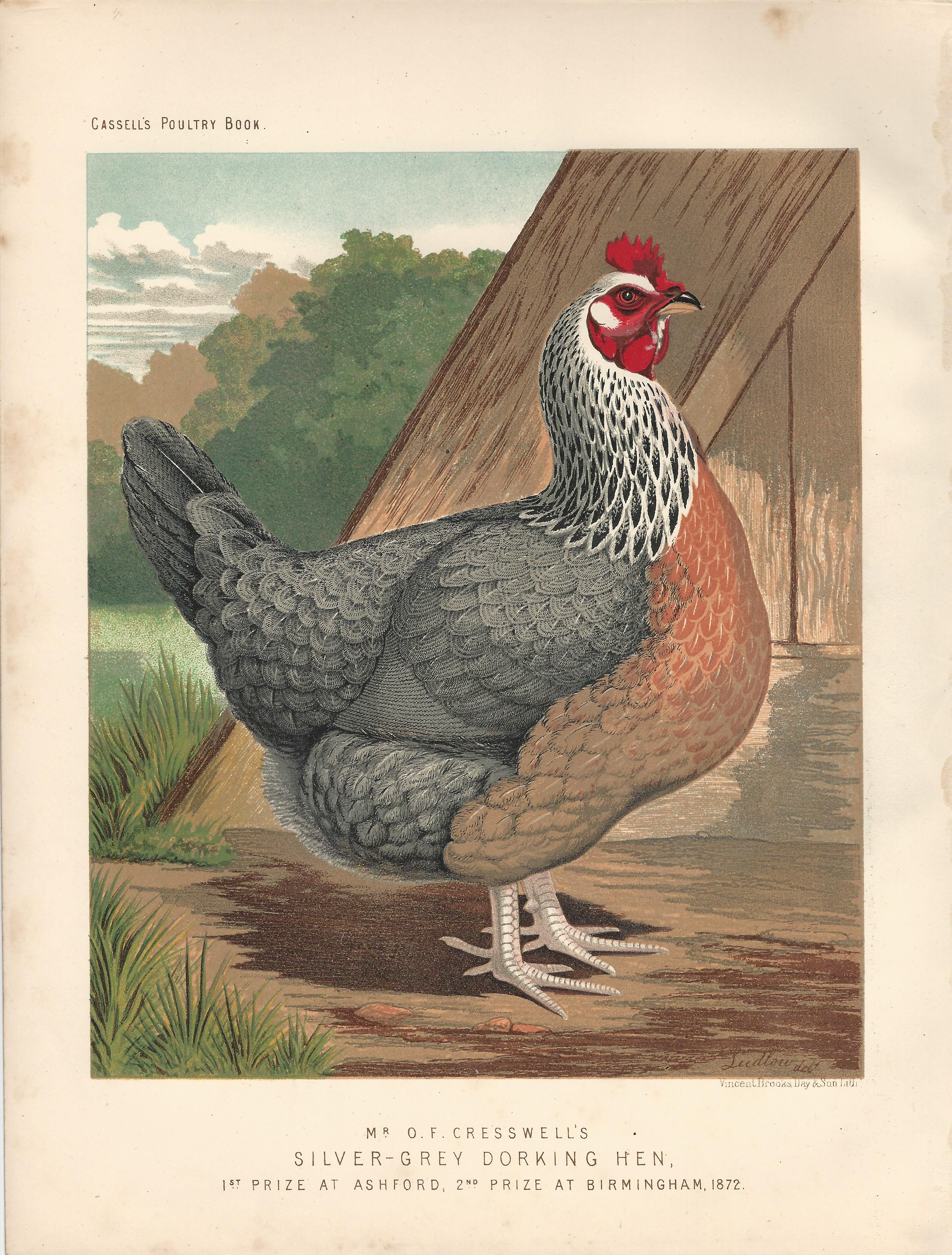 Silver Gray Dorking Hen Cassell Poultry Book Wright Antique Print Plate