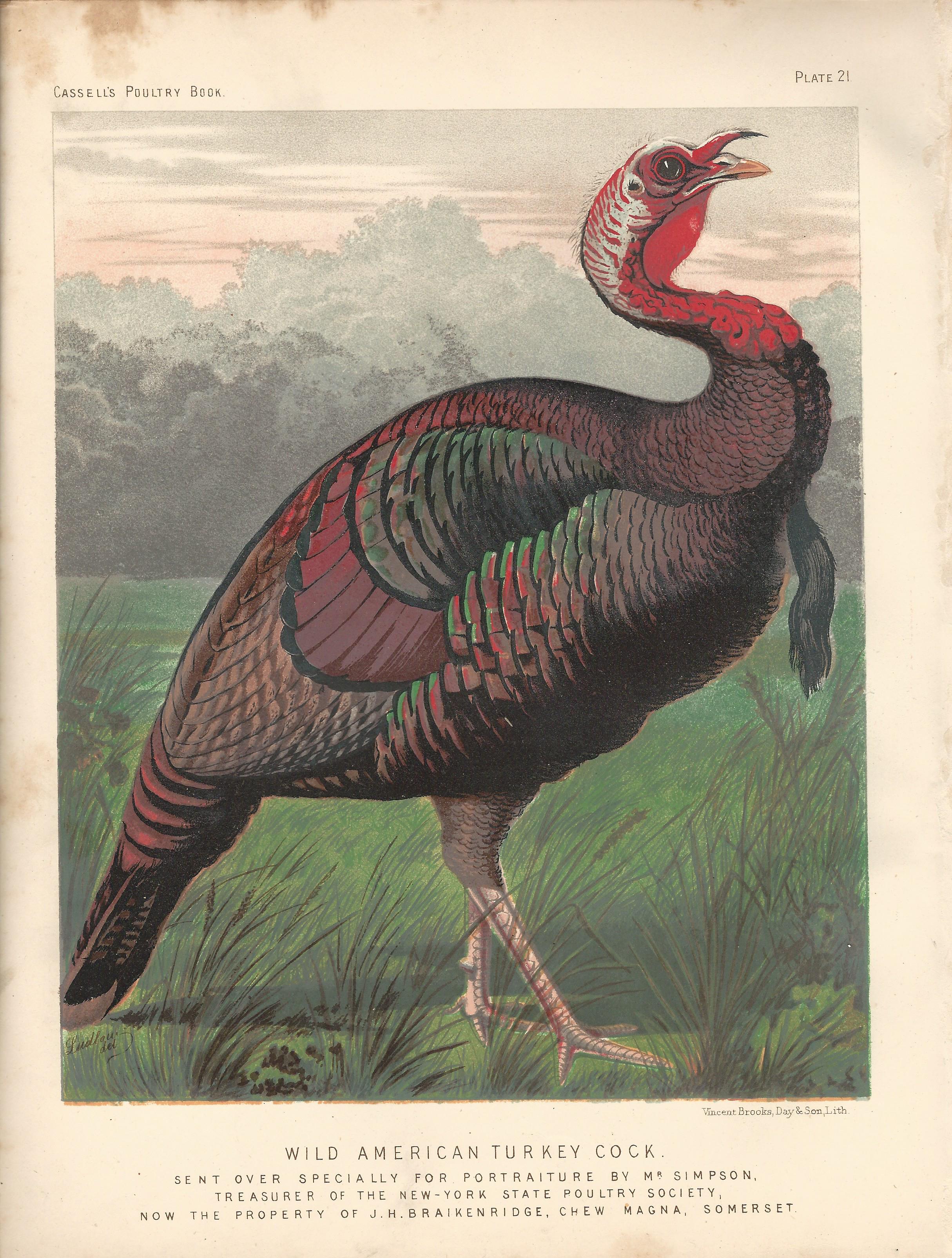Wild American Turkey Cassell Poultry Book Wright Antique Print Plate