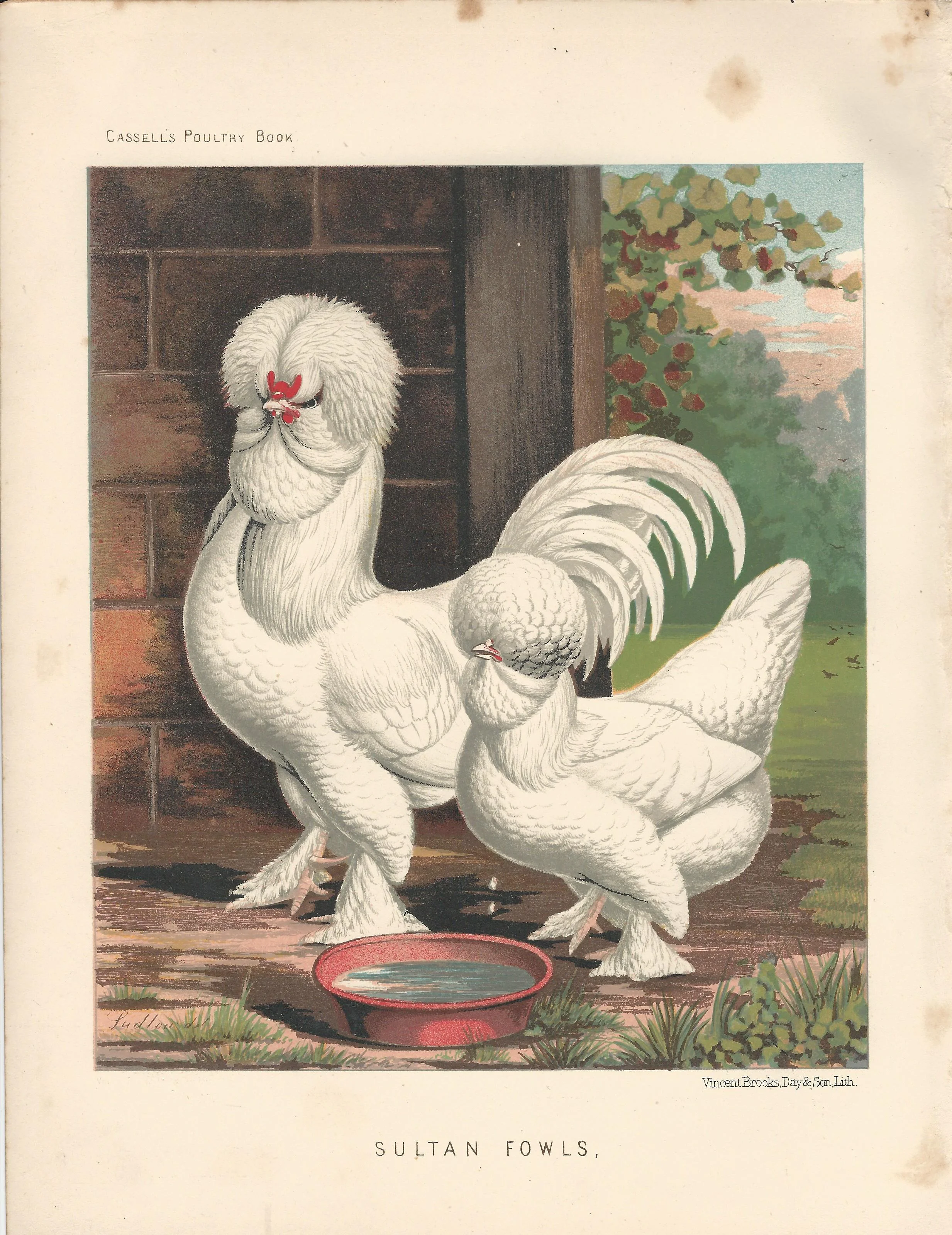 Sultan Fowls Rooster Hen Cassell Poultry Book Wright Antique Print Plate