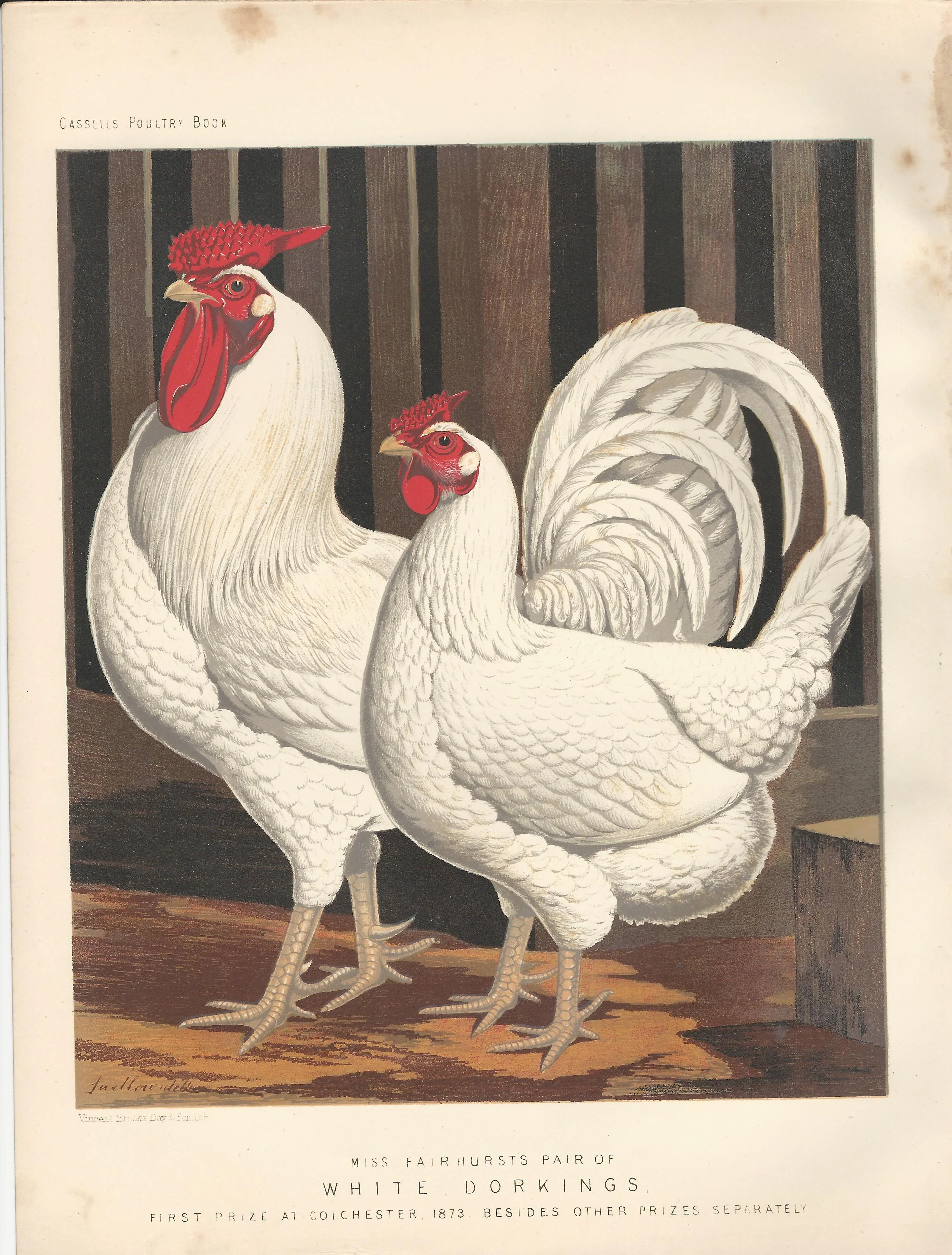 White Dorking Rooster Hen Chicken Cassell Poultry Book Wright Print Plate Antique