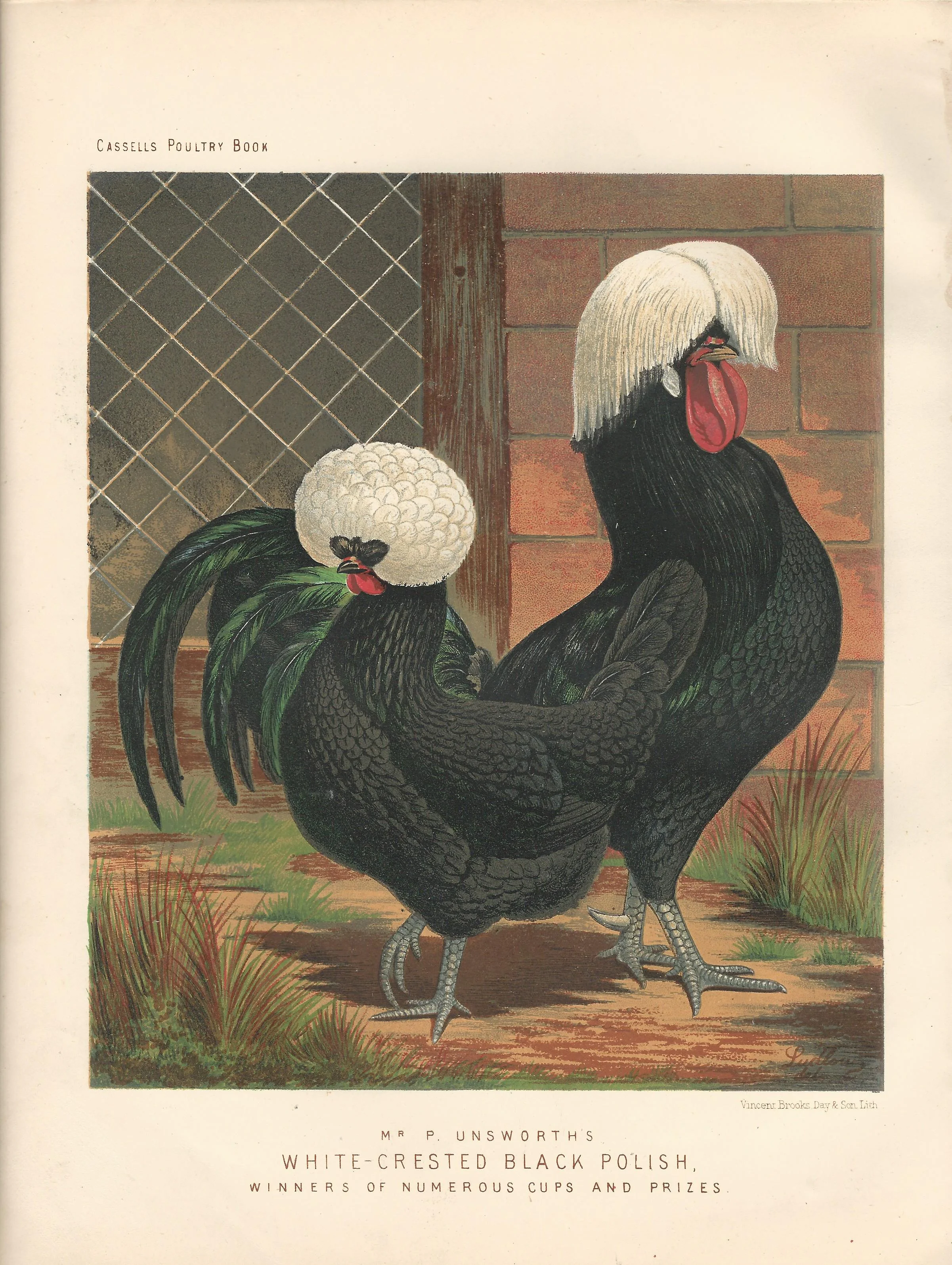 White Crested Black Polish Hen Rooster Cassell Poultry Book Wright Antique Print Plate