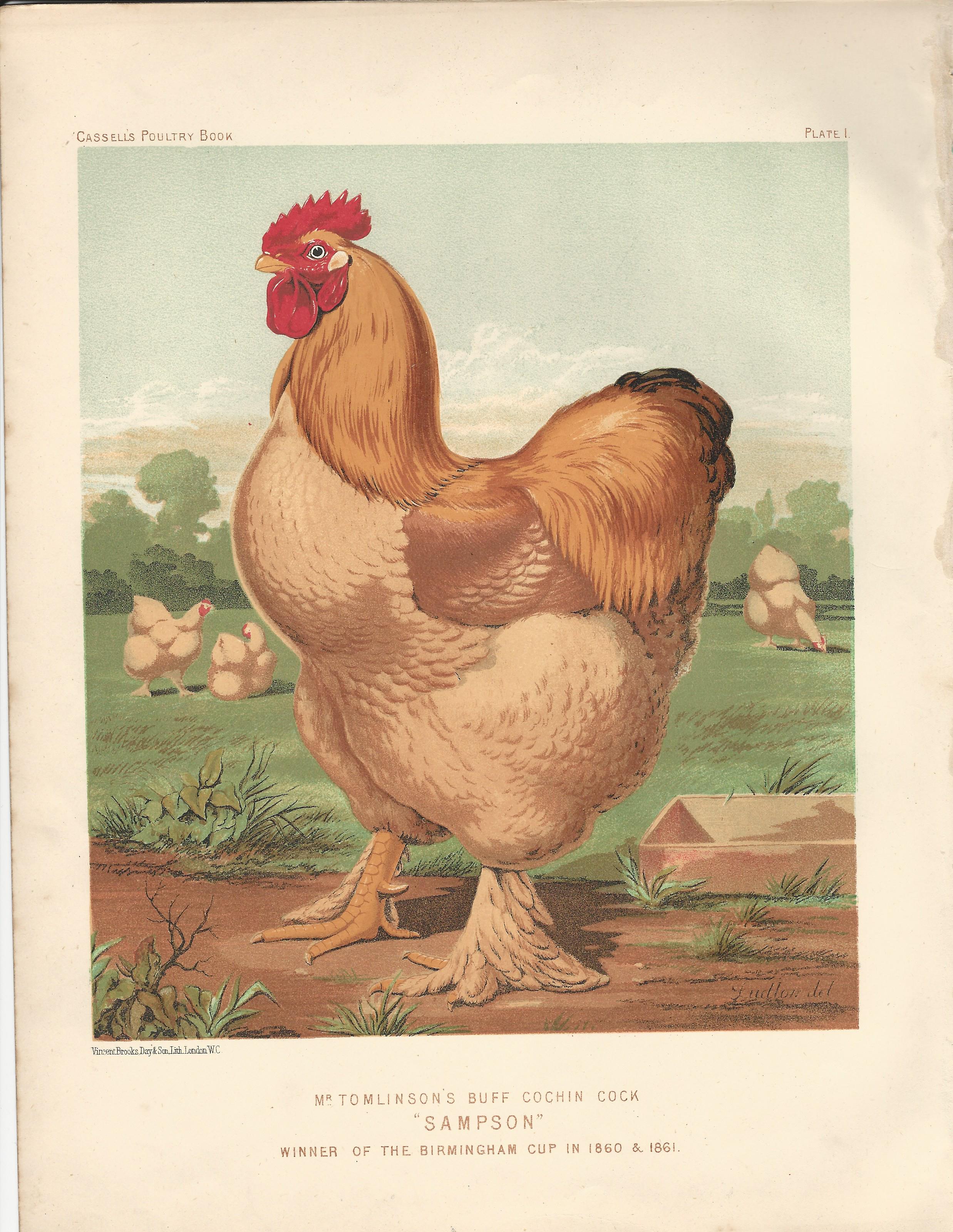 Sampson Chicken Rooster Cassell Poultry Book Wright Antique Print Plate