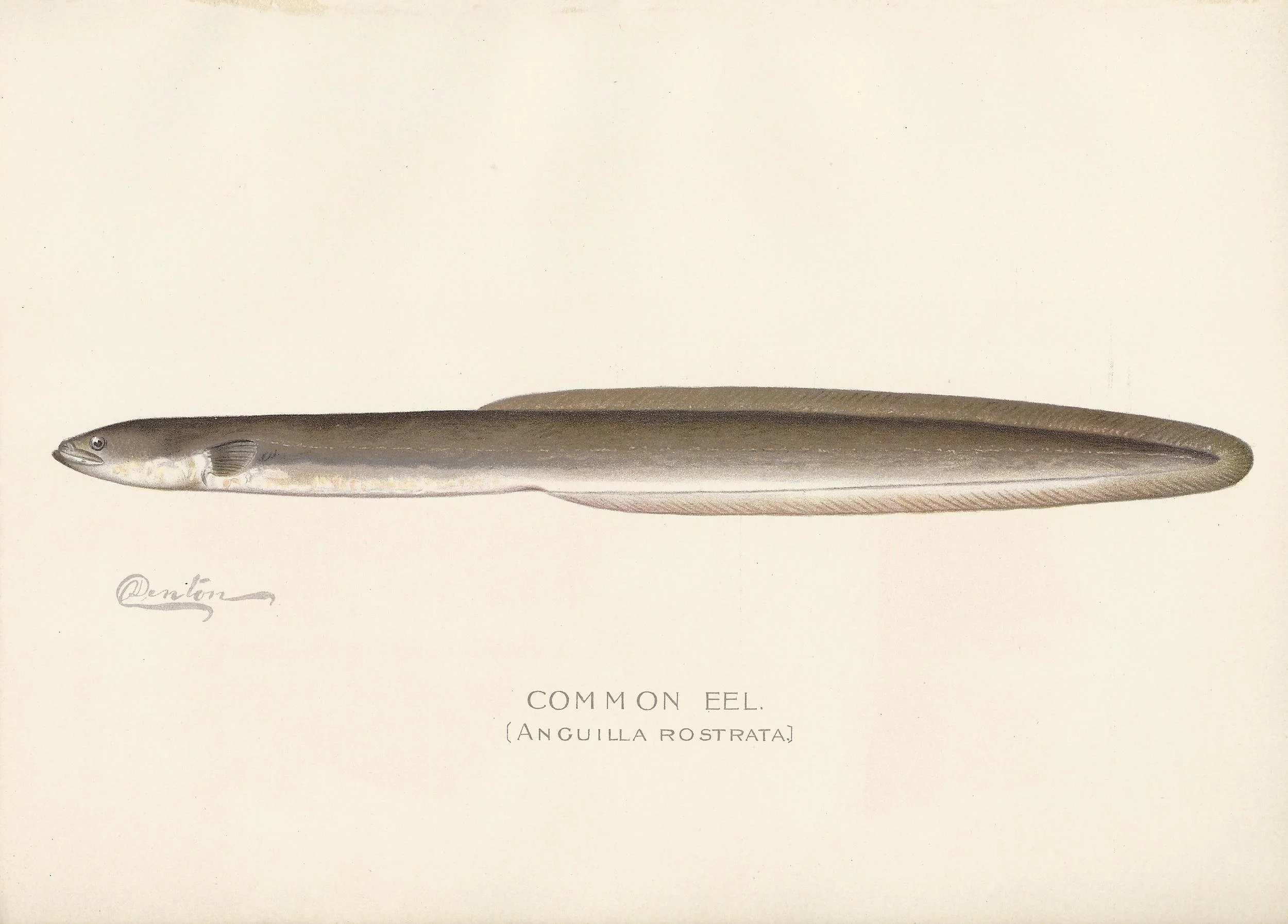 Common Eel.jpg