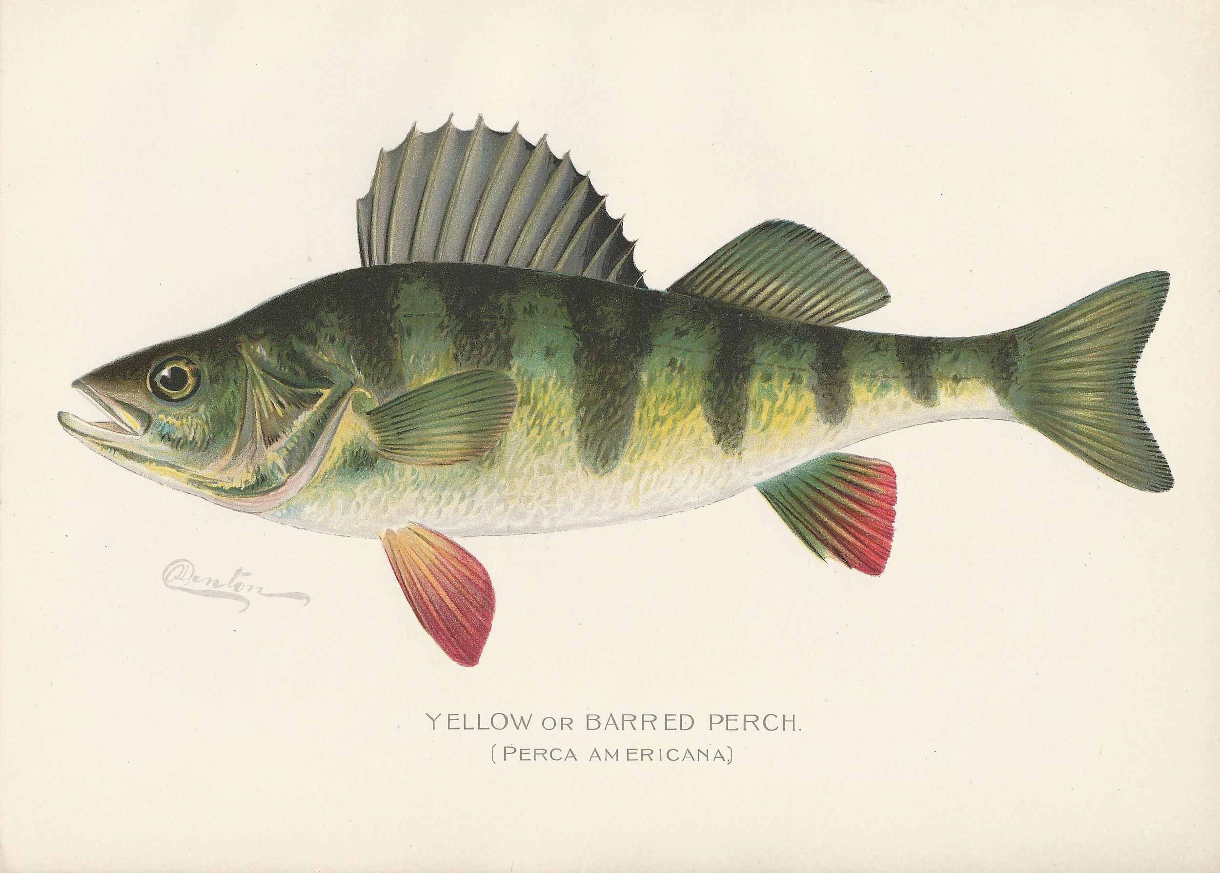 Yellow Perch.jpg