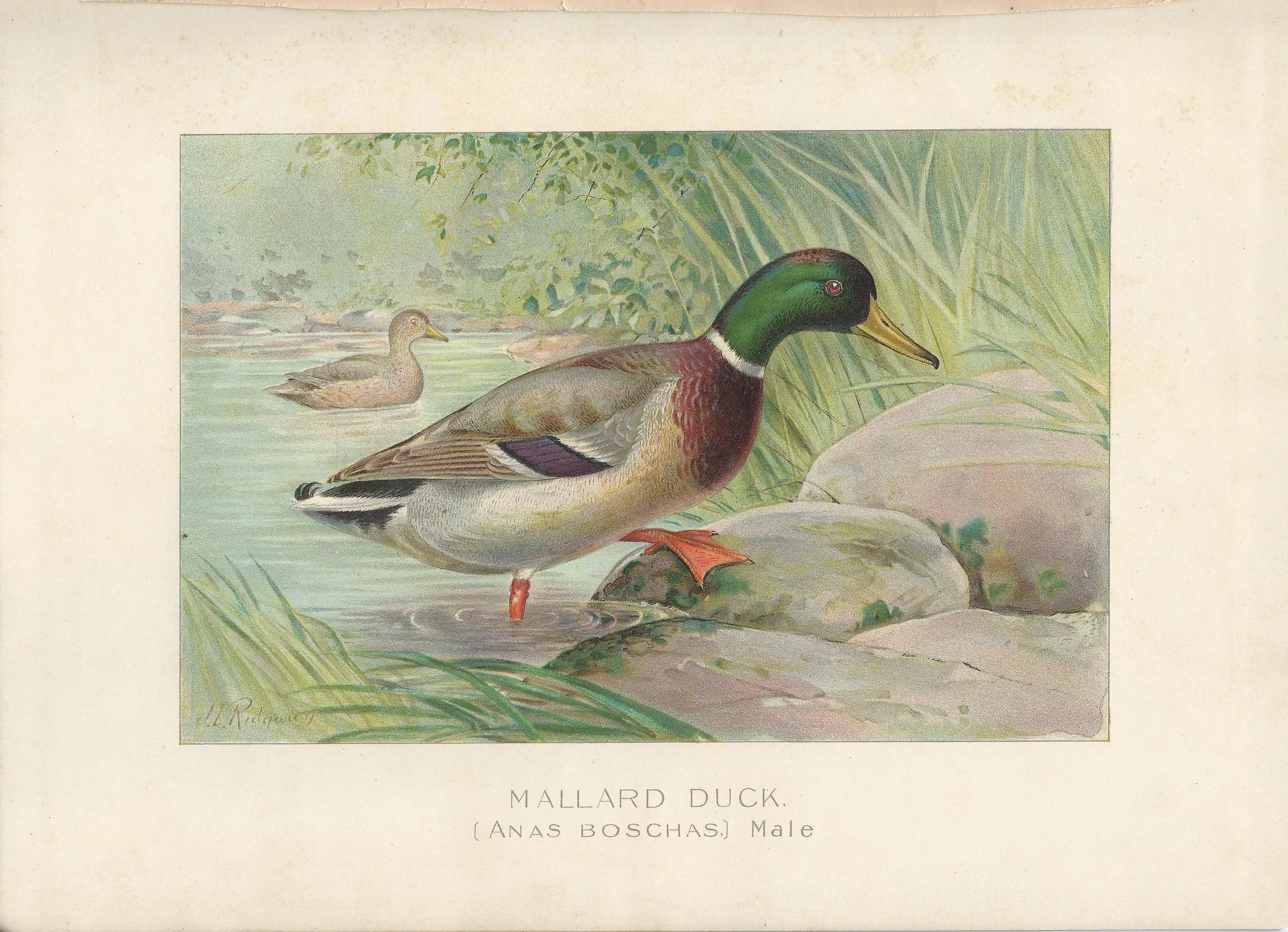 Mallard Duck NYS New York State Fisheries and Game Antique Print Plate