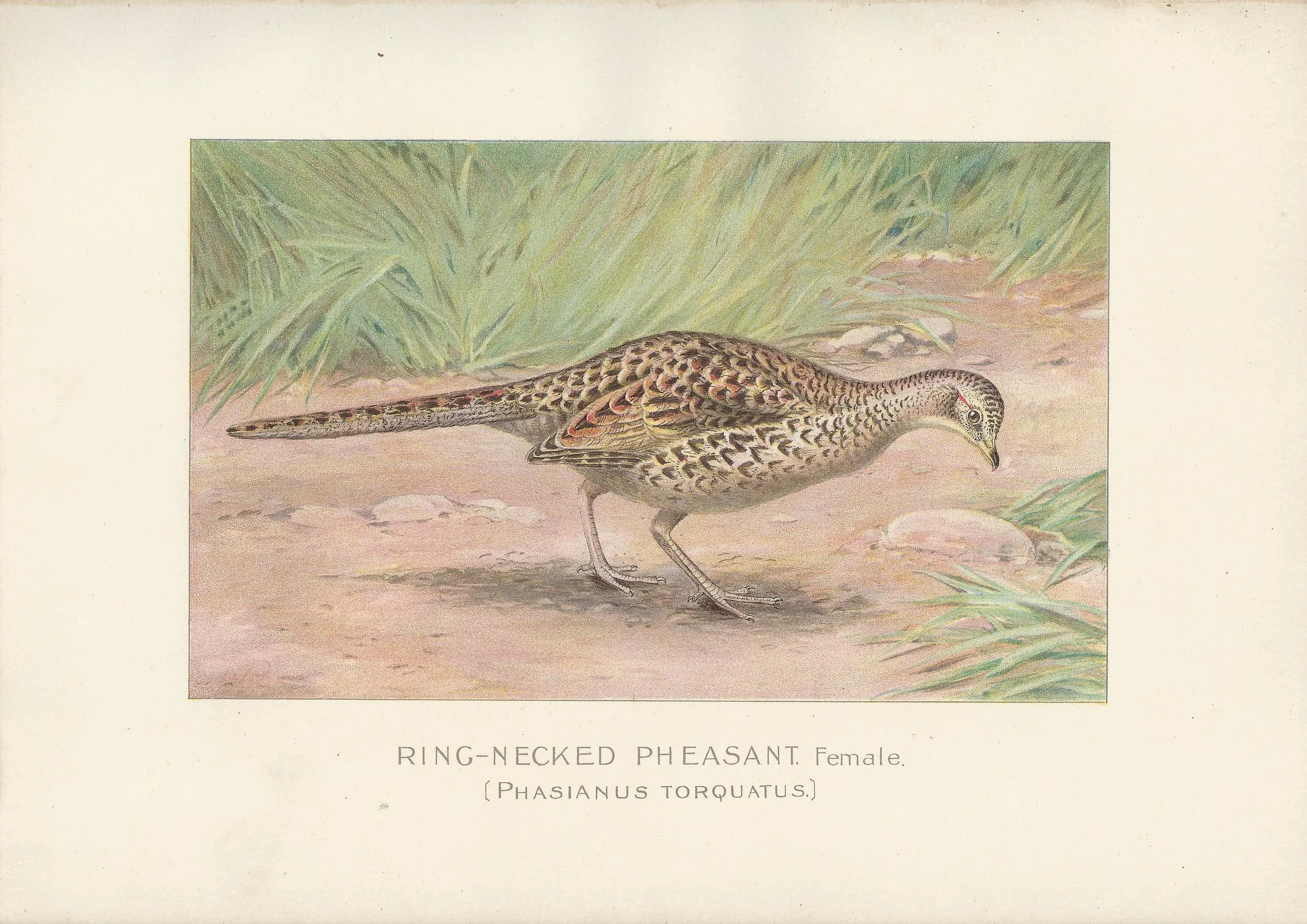 Pheasant NYS New York State Fish and Game Antique Print Plate