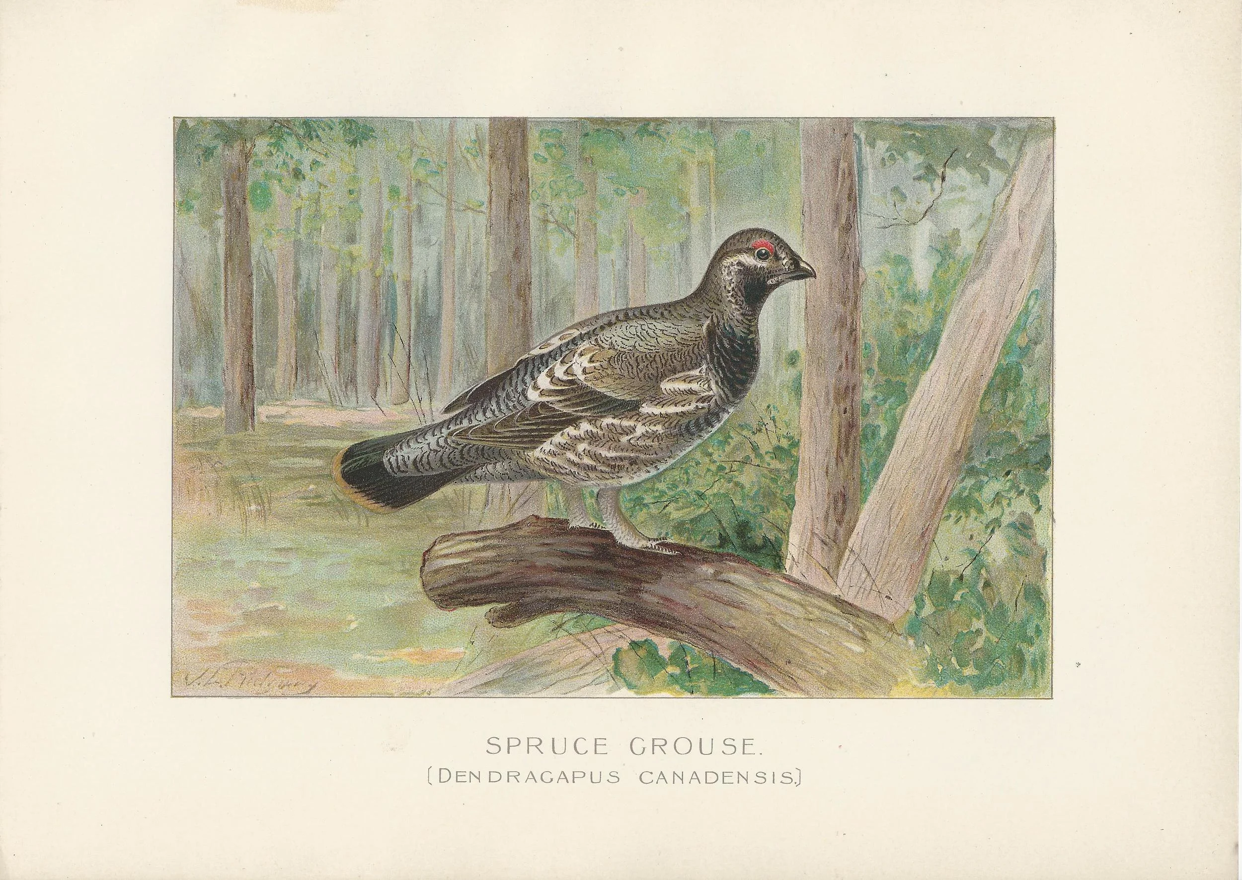 Spruce Grouse NYS New York State Fish and Game Antique Print Plate