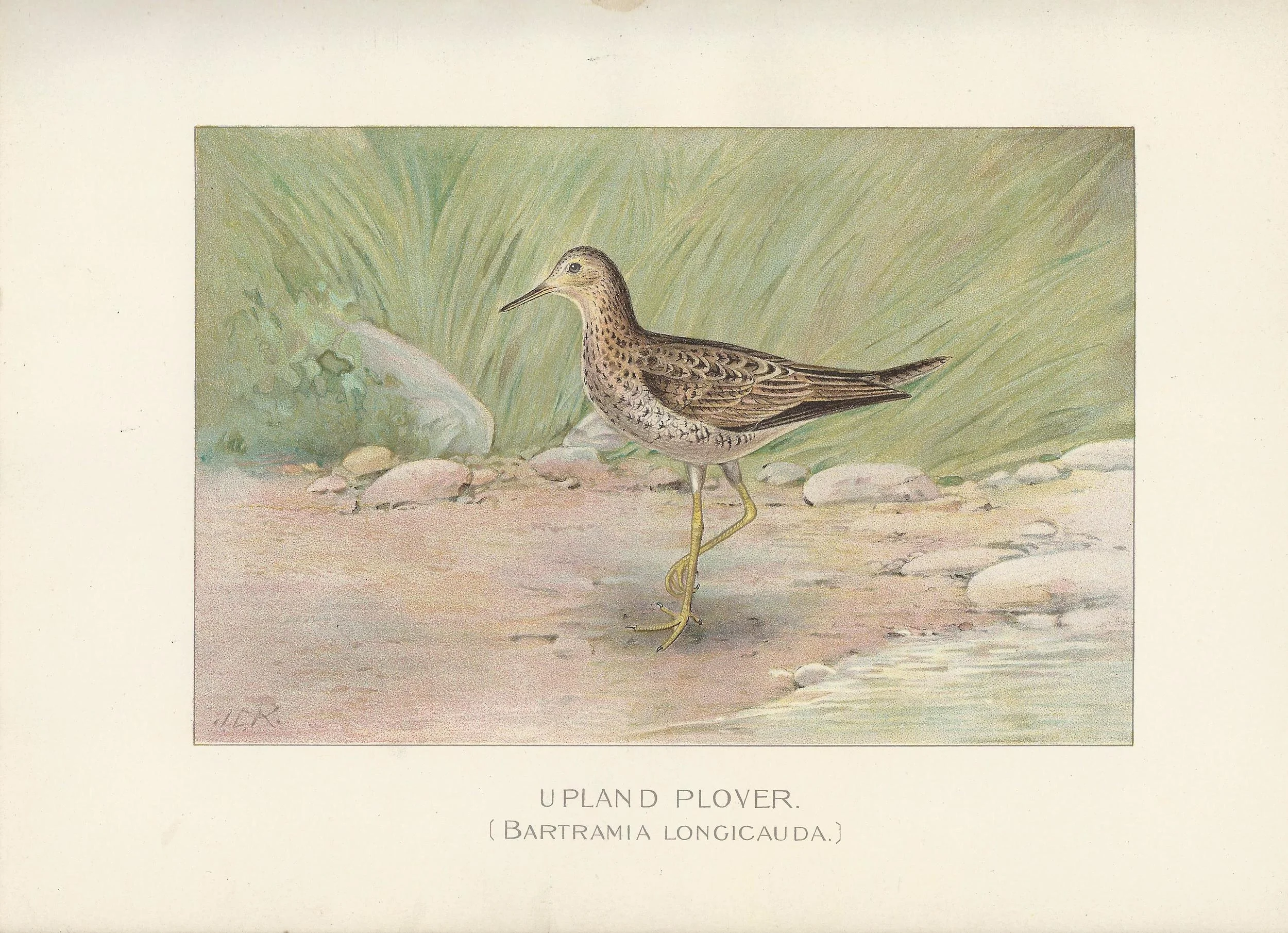 Upland Plover NYS New York State Fish and Game Antique Print Plate