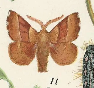 NYS Insects 1.jpg