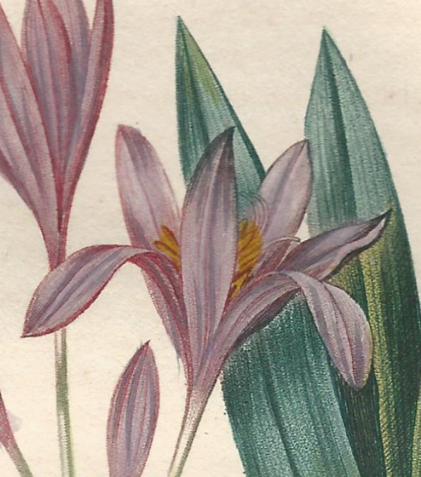 Saffrom Crocus.jpg