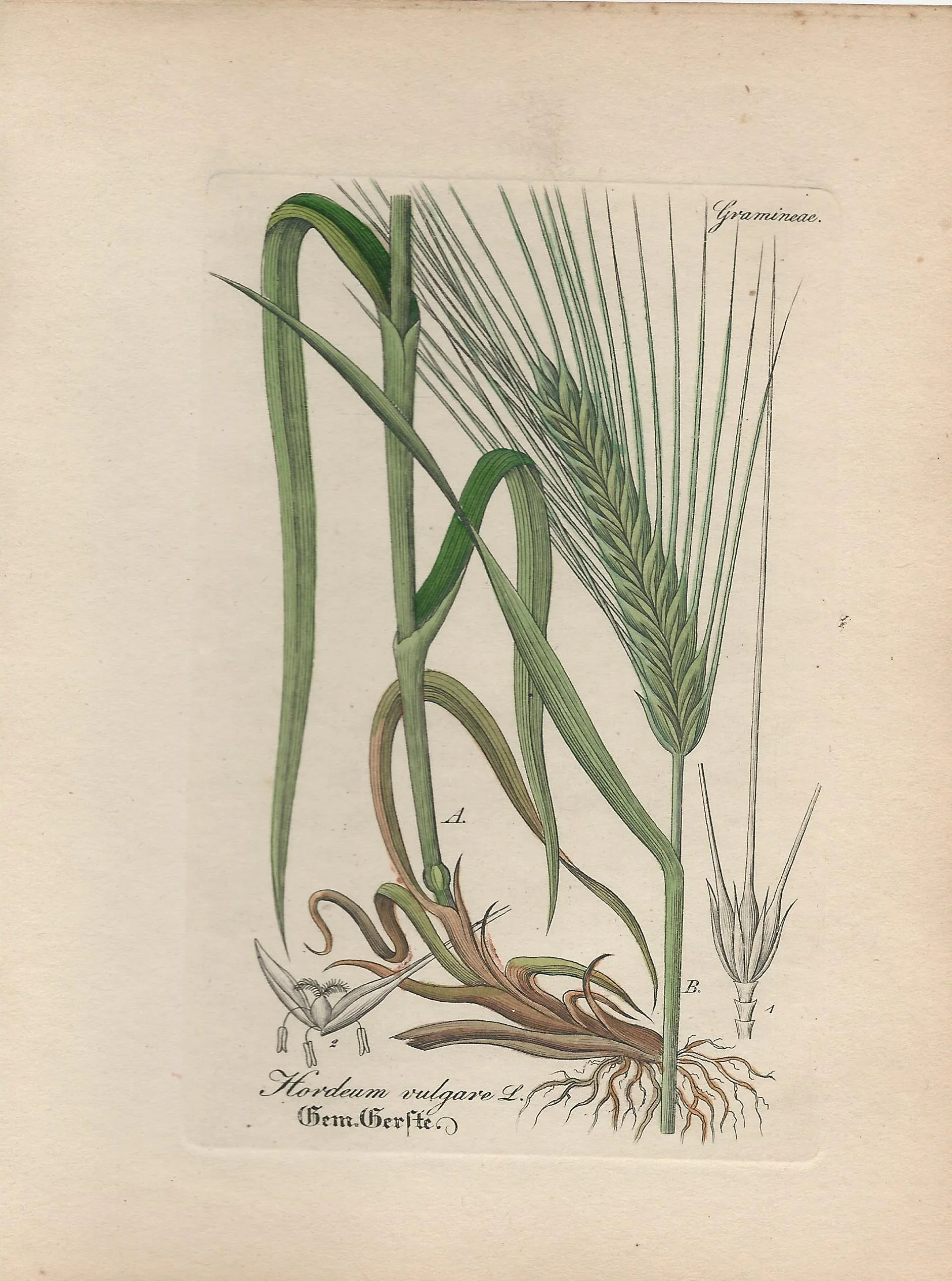 Barley Artus Medicinal Plants Antique Print Plate
