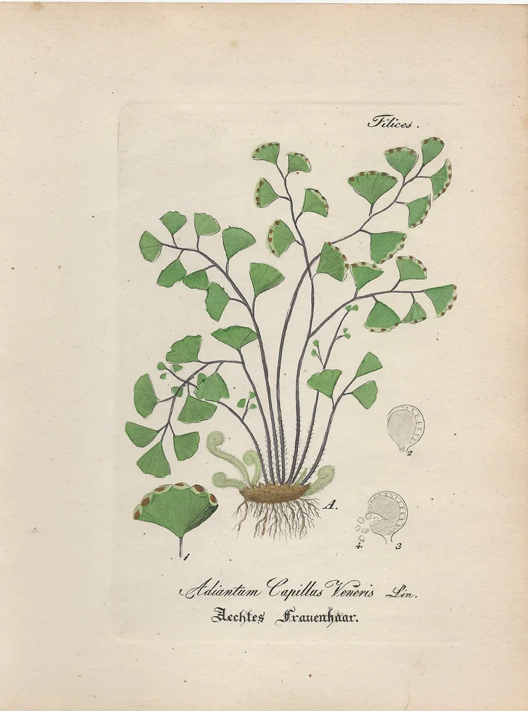 olivenbäume preise knorriger Olivenbaum 150 Jahre – toskanagartenshop