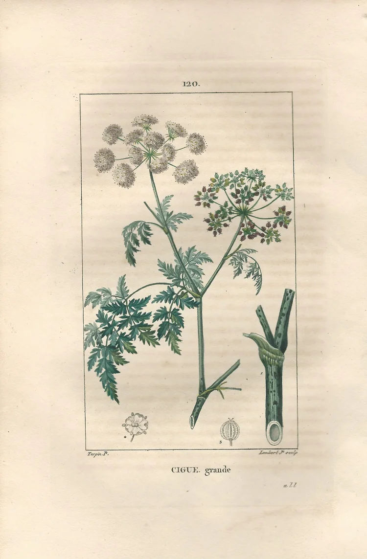 HEMLOCK (Cigue) - Flore Medicale  Pageant Print Shop