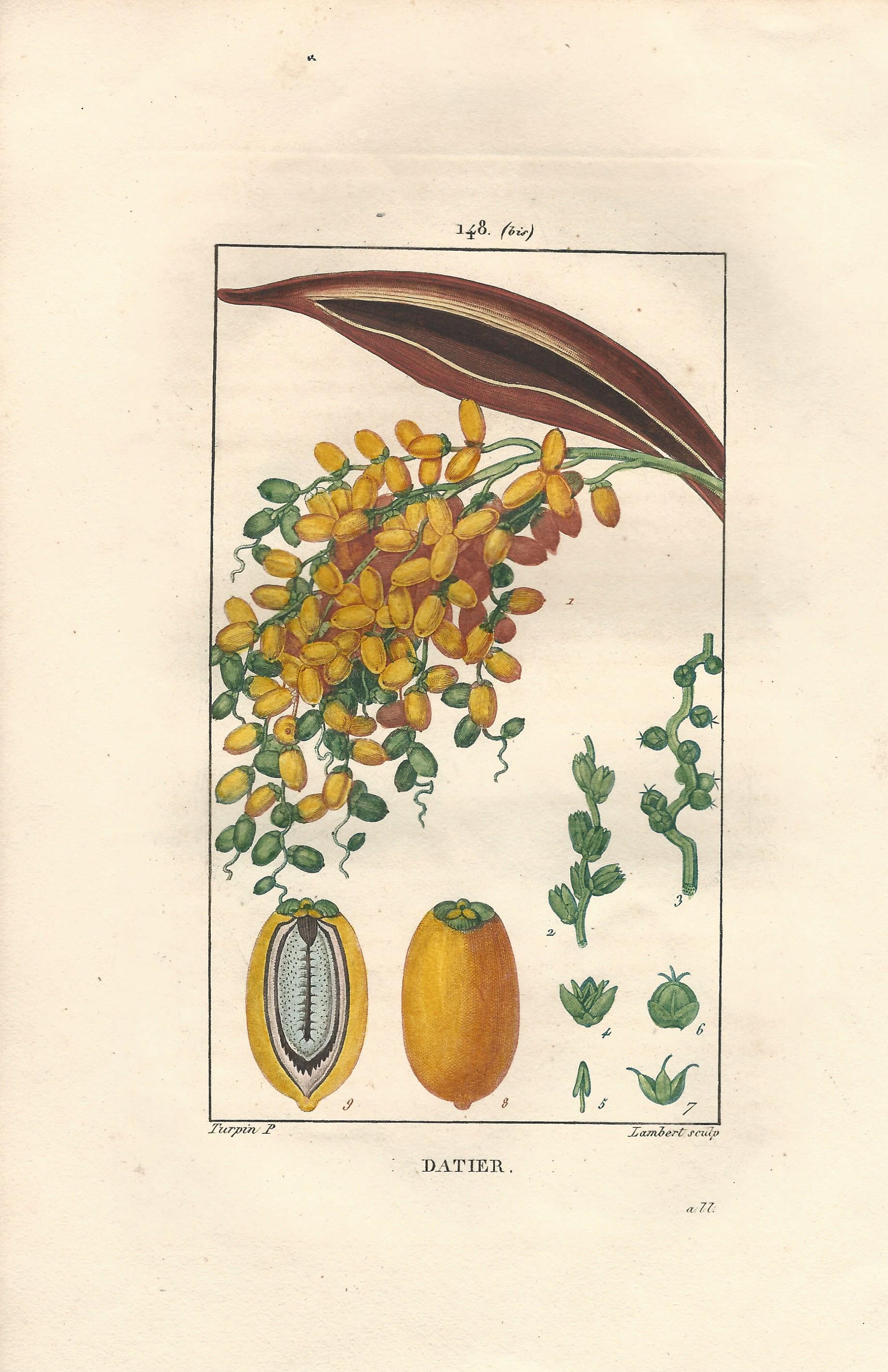 Dates Datier Flore Medicale Chaumenton Antique Vegetable Plate Print