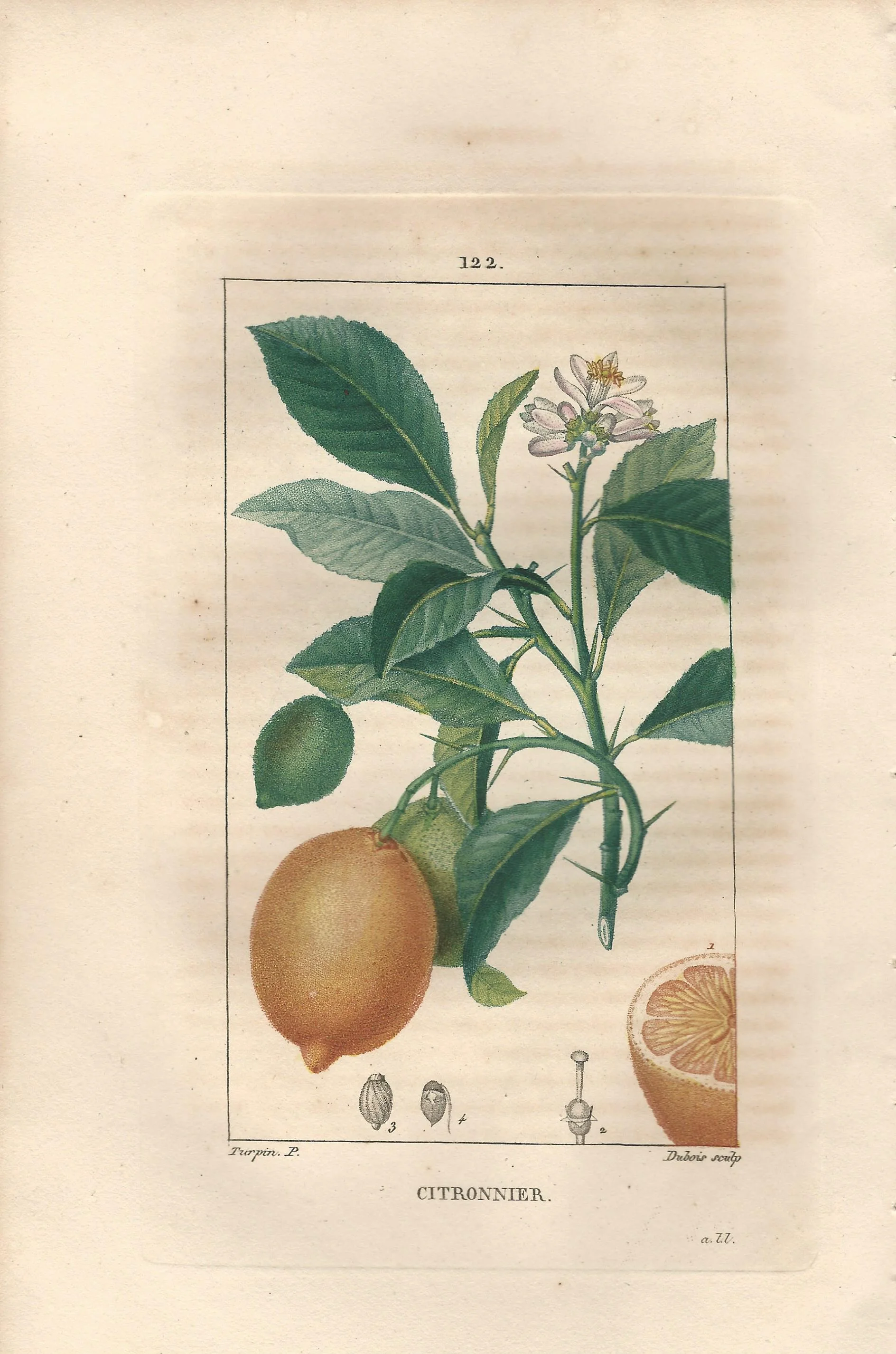 Citron Citronnier Flore Medical Chaumenton Antique Fruit Plate Print