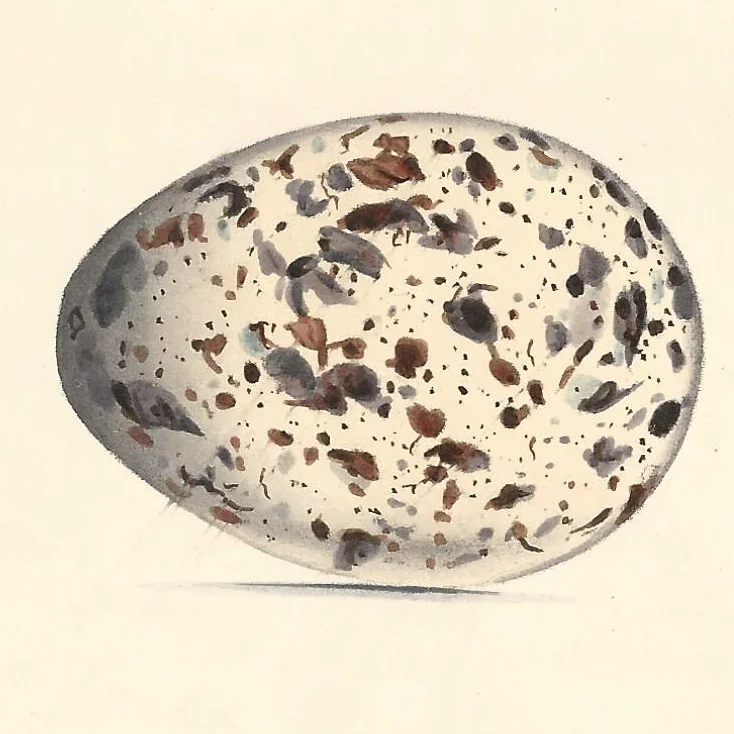 Hewitson Norfolk Plover.jpg