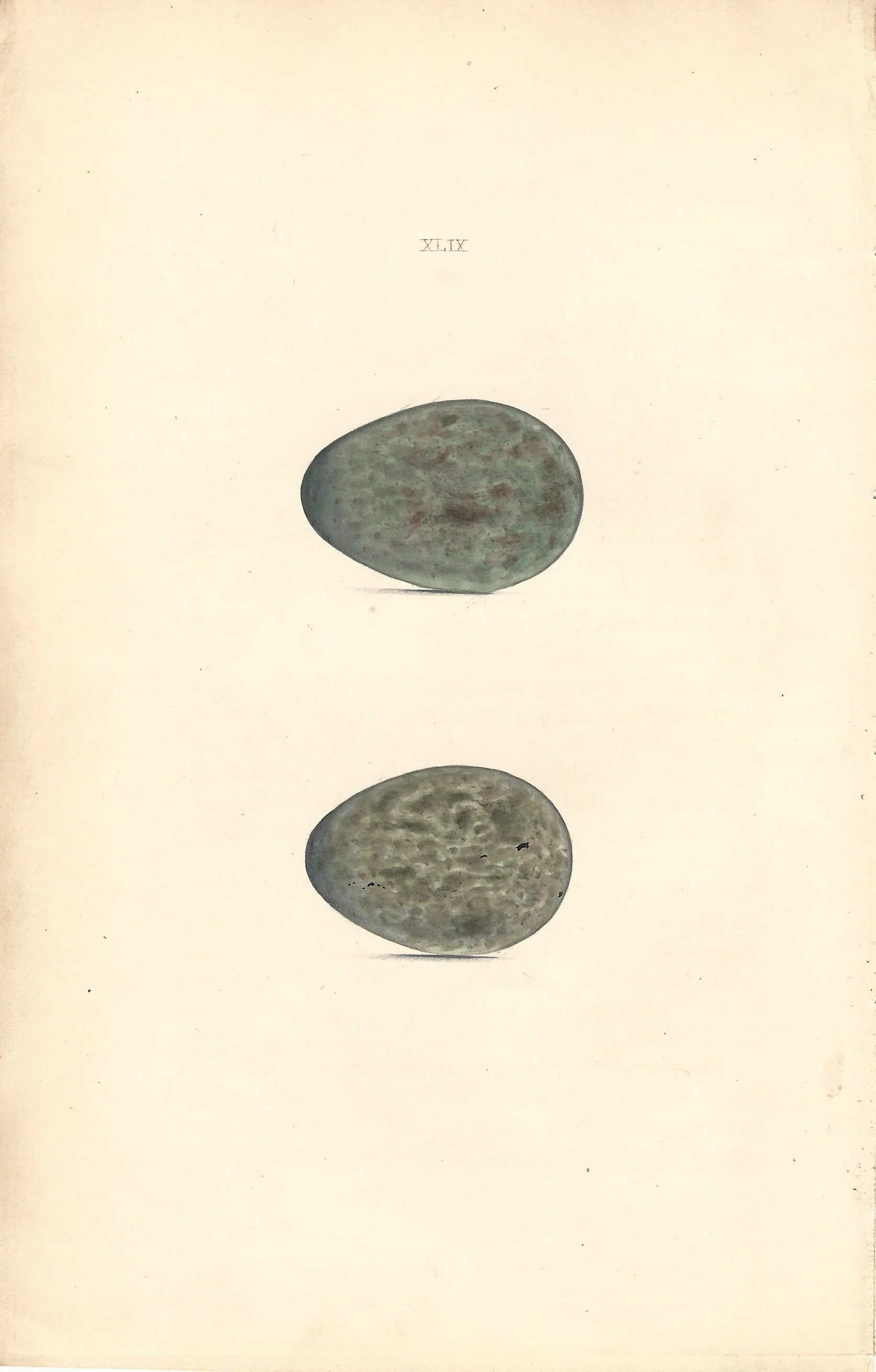 Carrion Crow Hewitson Eggs of British Birds Antique Old Print Plate