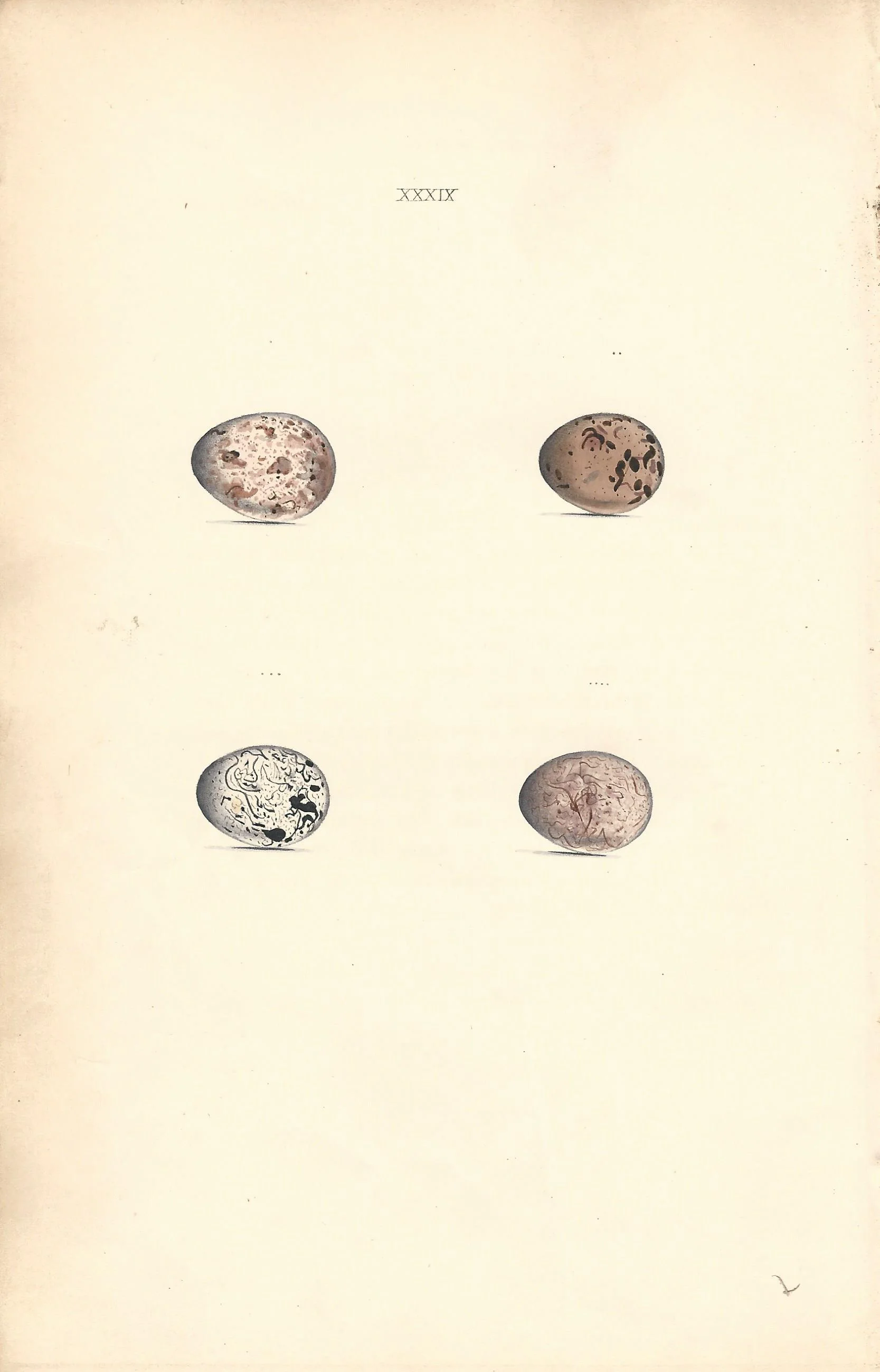 Common Bunting Hewitson Eggs of British Birds Antique Old Print Plate