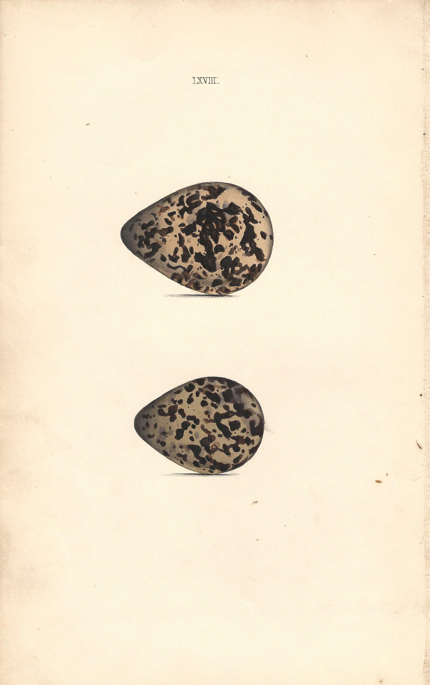Golden Plover Hewitson Eggs of British Birds Antique Print Plate