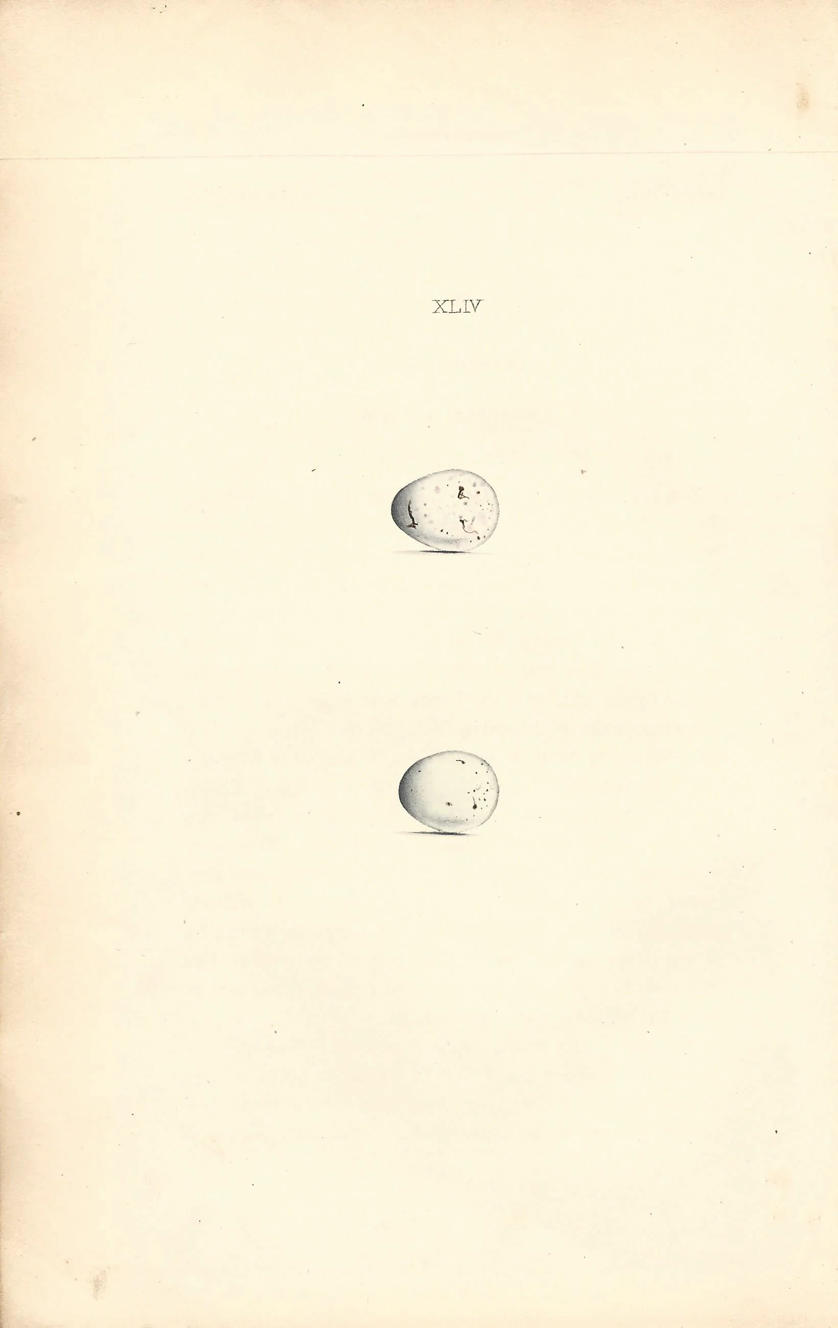 Goldfinch Hewitson Eggs of British Birds Antique Print Plate