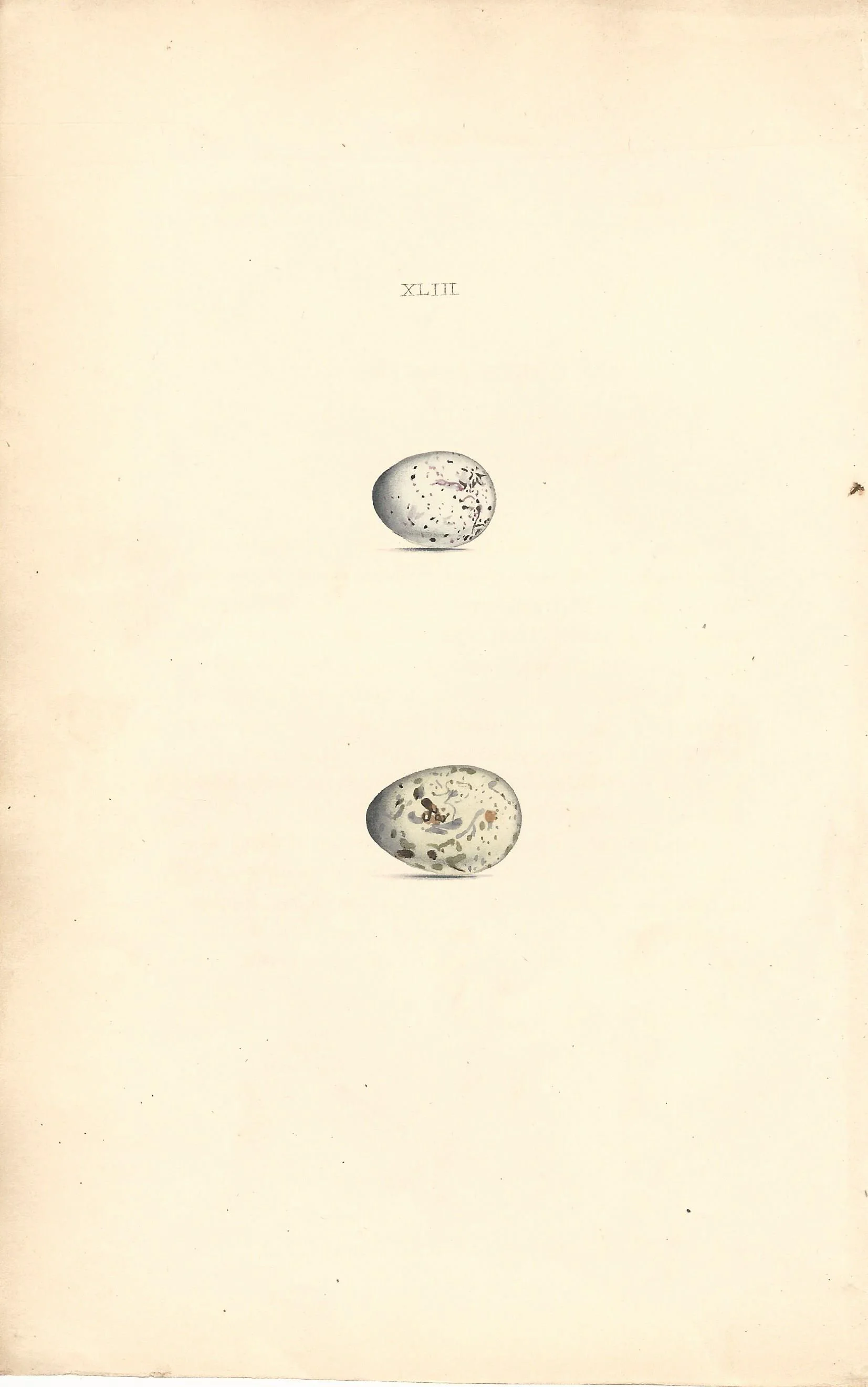 Green Linnet Hewitson Eggs of British Birds Antique Print Plate
