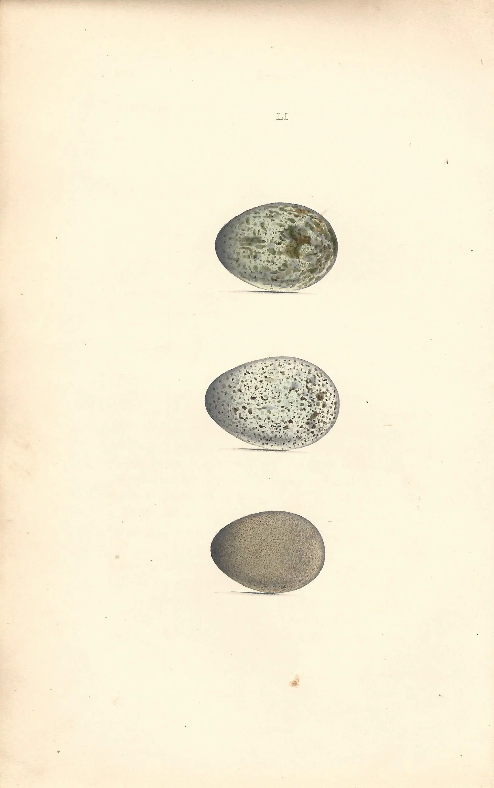 Magpie Hewitson Eggs of British Birds Antique Print Plate