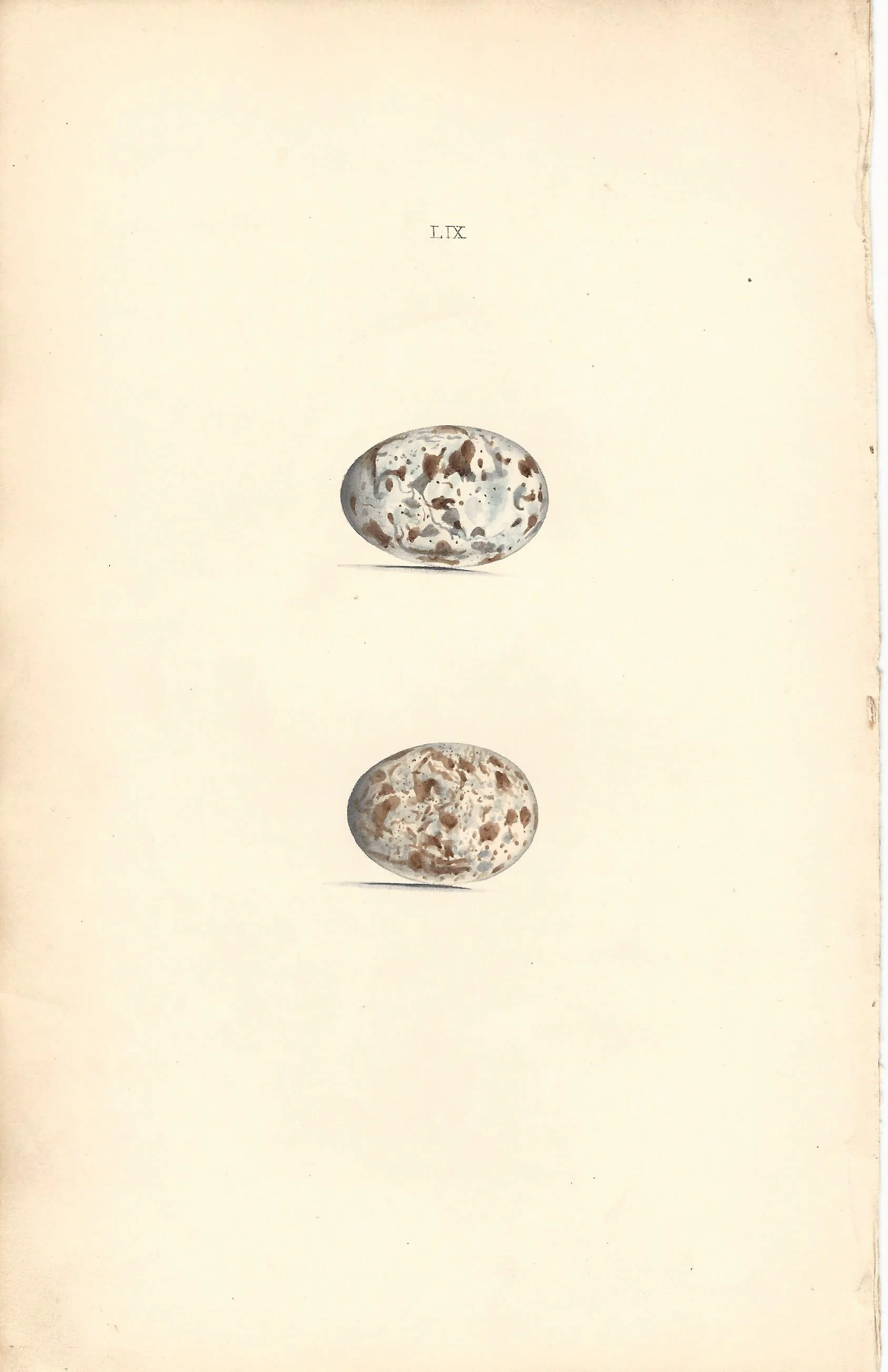 Nightjar hewitson Eggs of British Birds Antique Print Plate