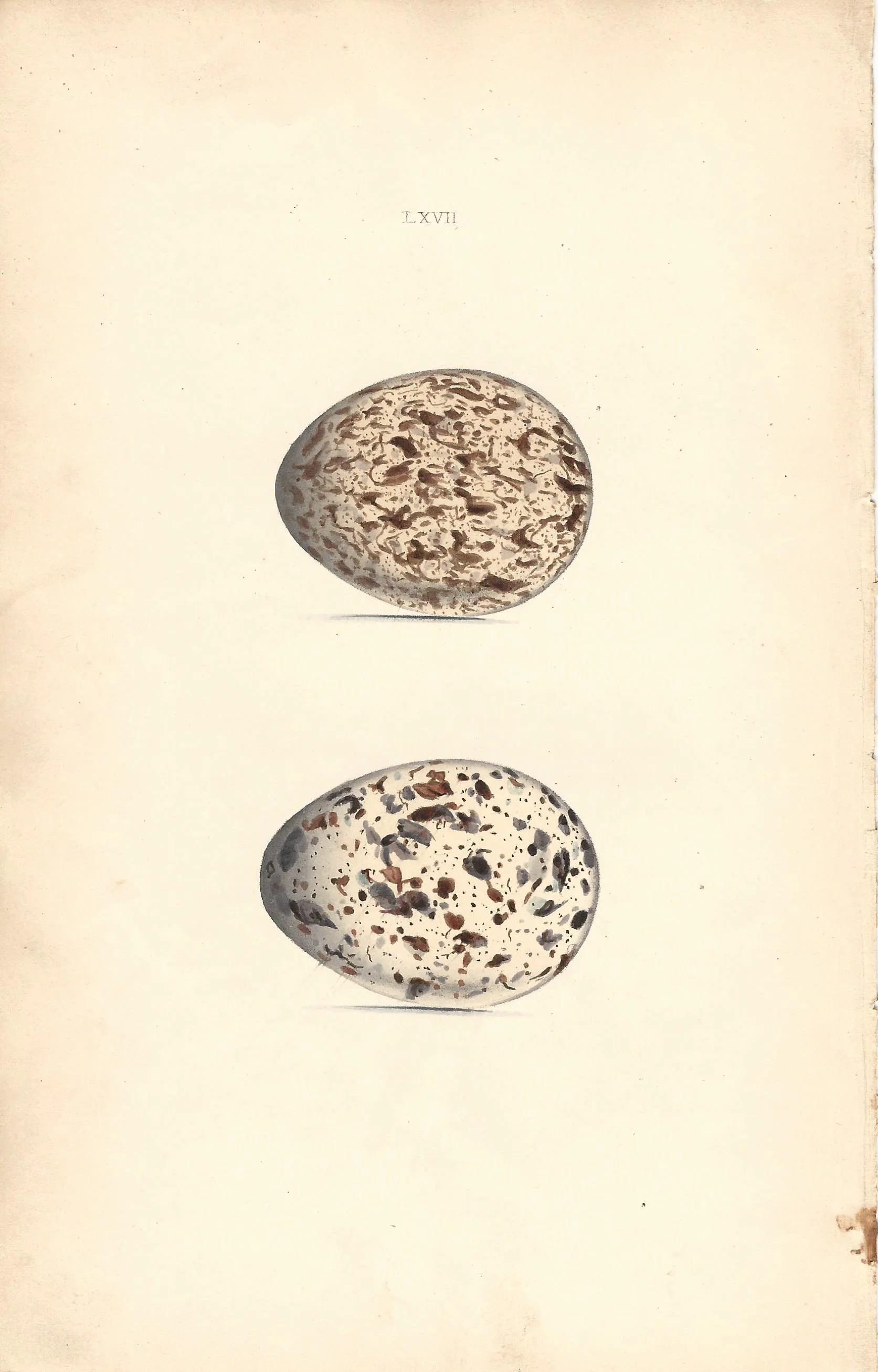 Norfolk Plover Hewitson Eggs of british Birds Antique Print Plate