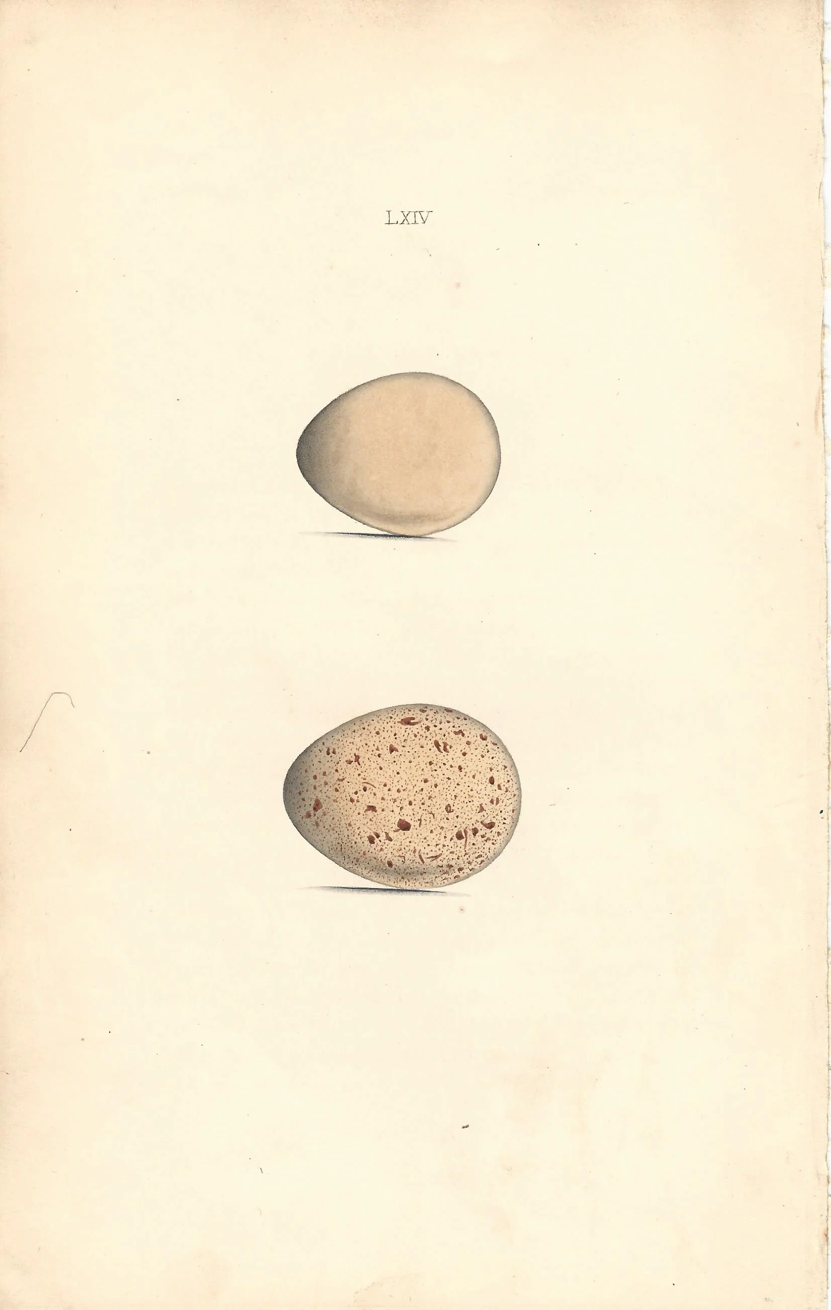 Partridge hewitson Eggs of British Birds Antique Print Plate