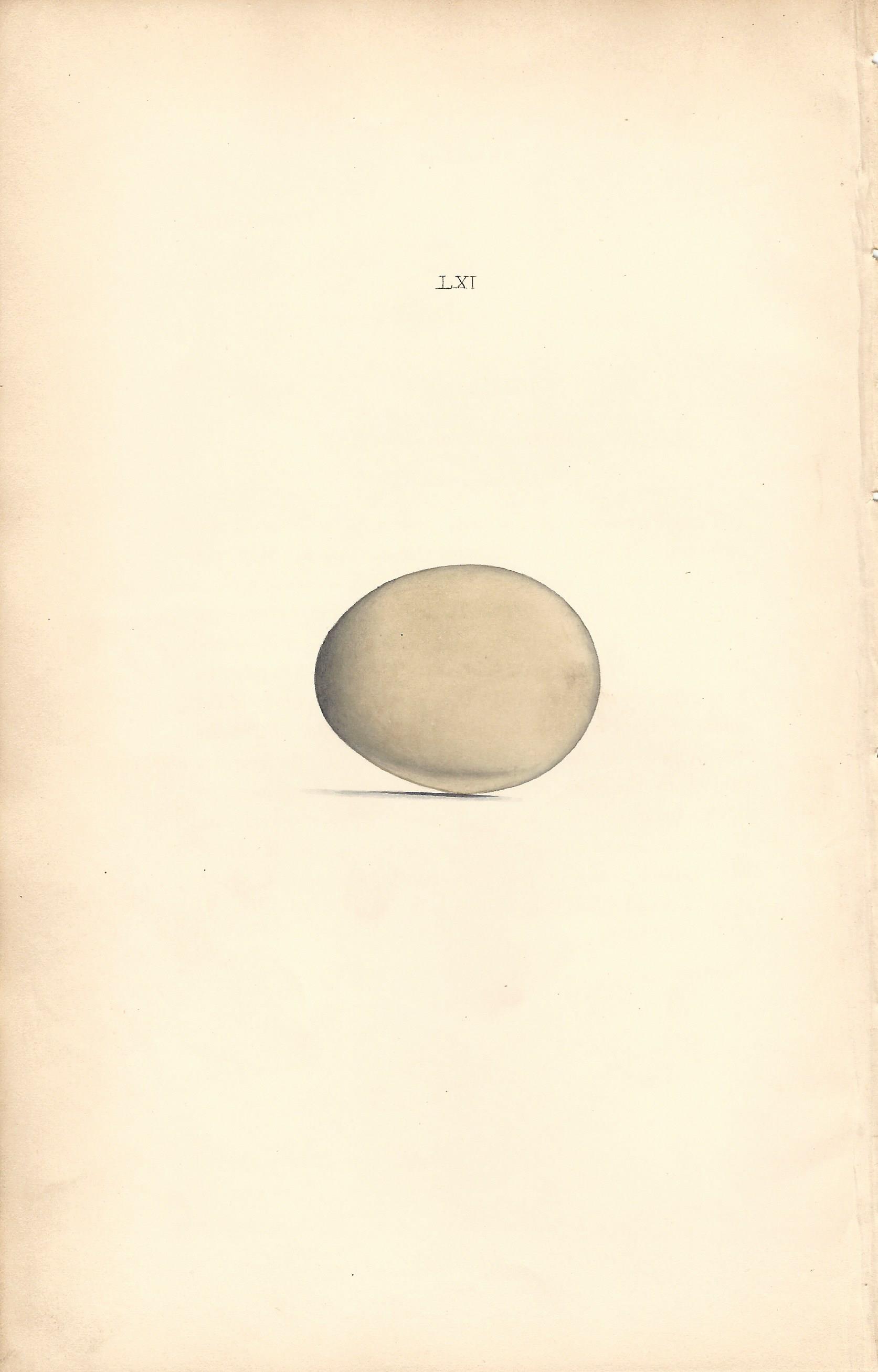 Pheasant Hewitson Eggs of british Birds Antique Print Plate