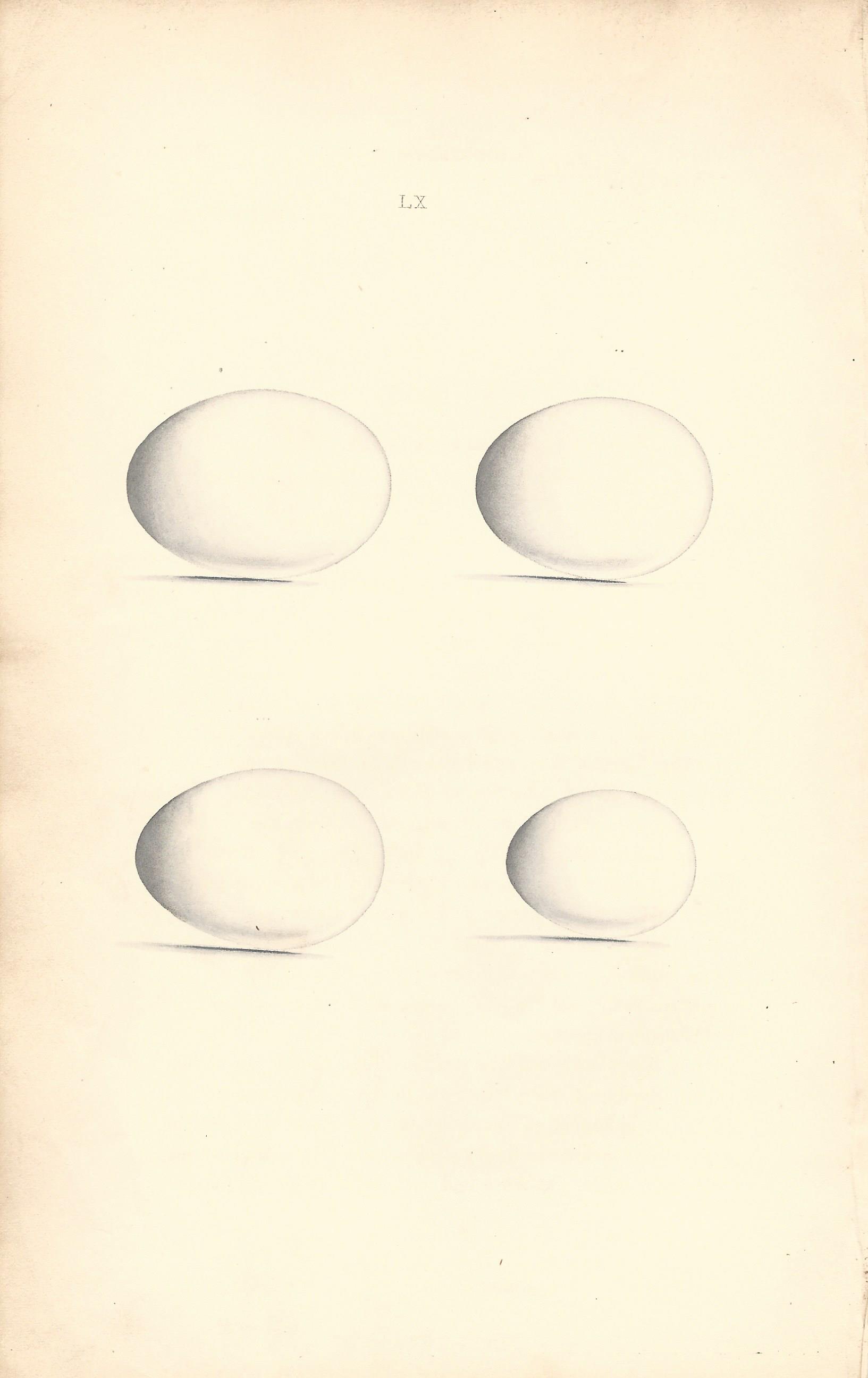 Ring Dove hewitson Eggs of British Birds Antique Print Plate