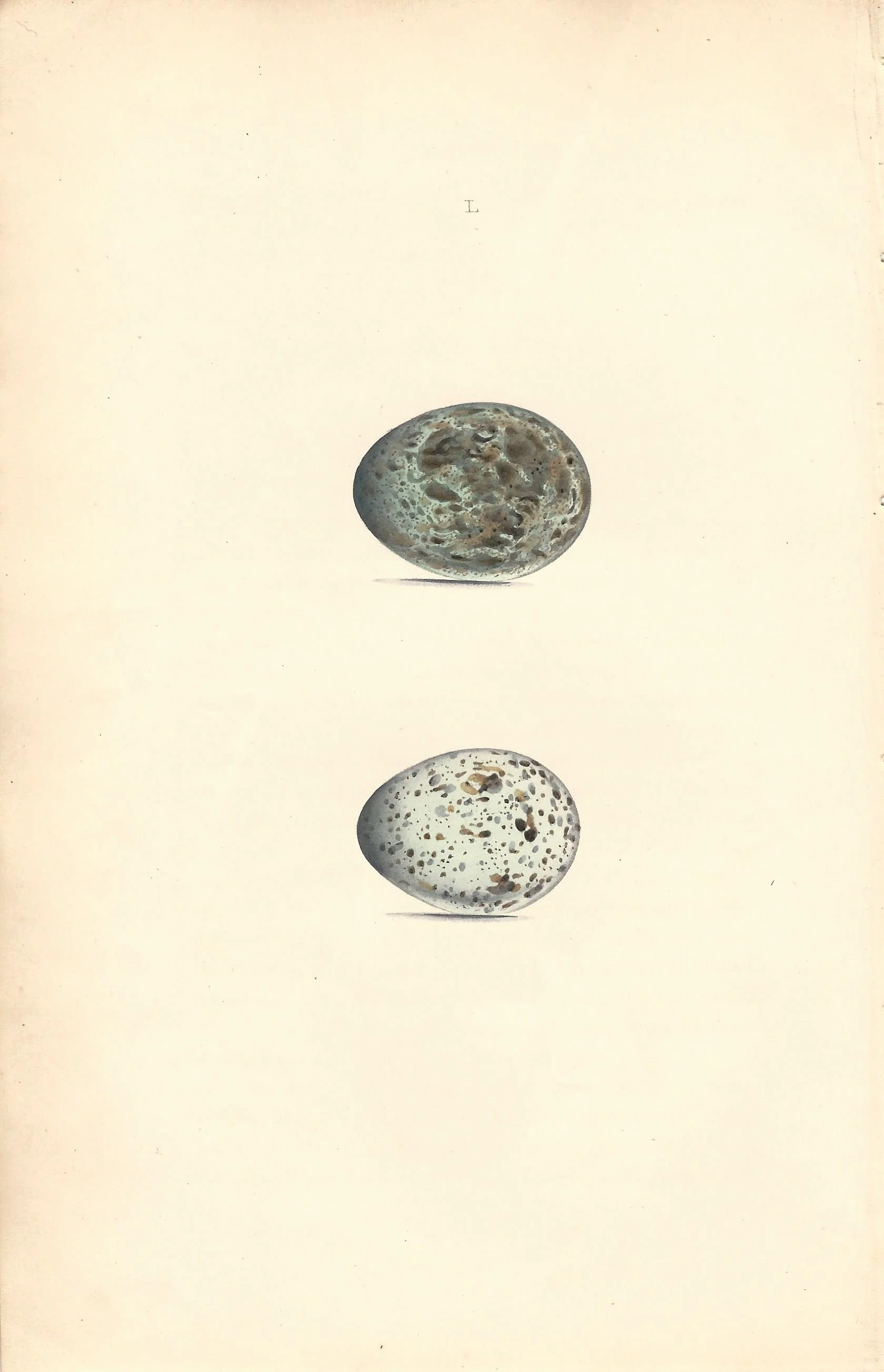 Rook Hewitson Eggs of British Birds Antique Print Plate