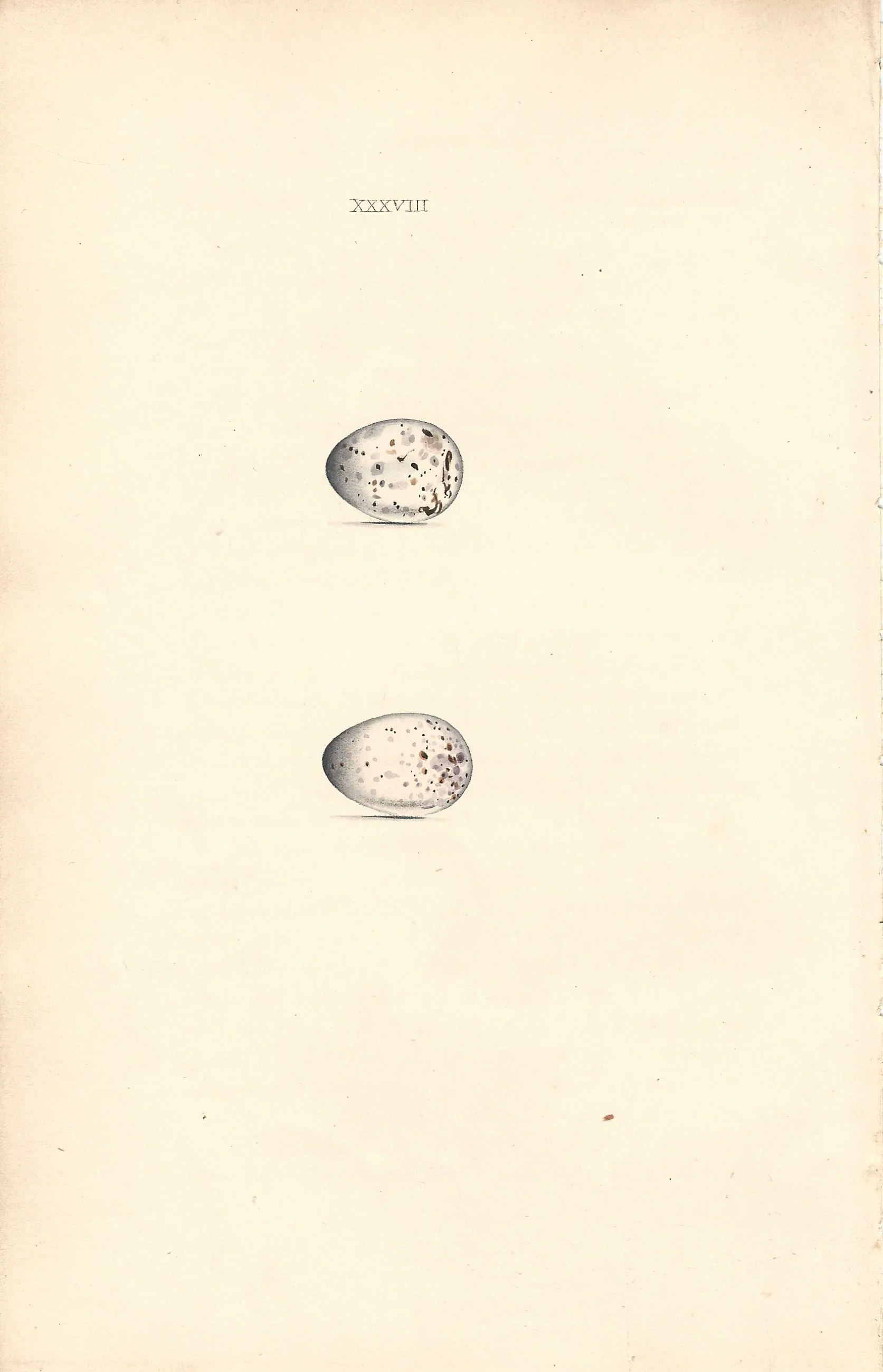 Snow Bunting Hewitson Eggs of british Birds Antique Print Plate