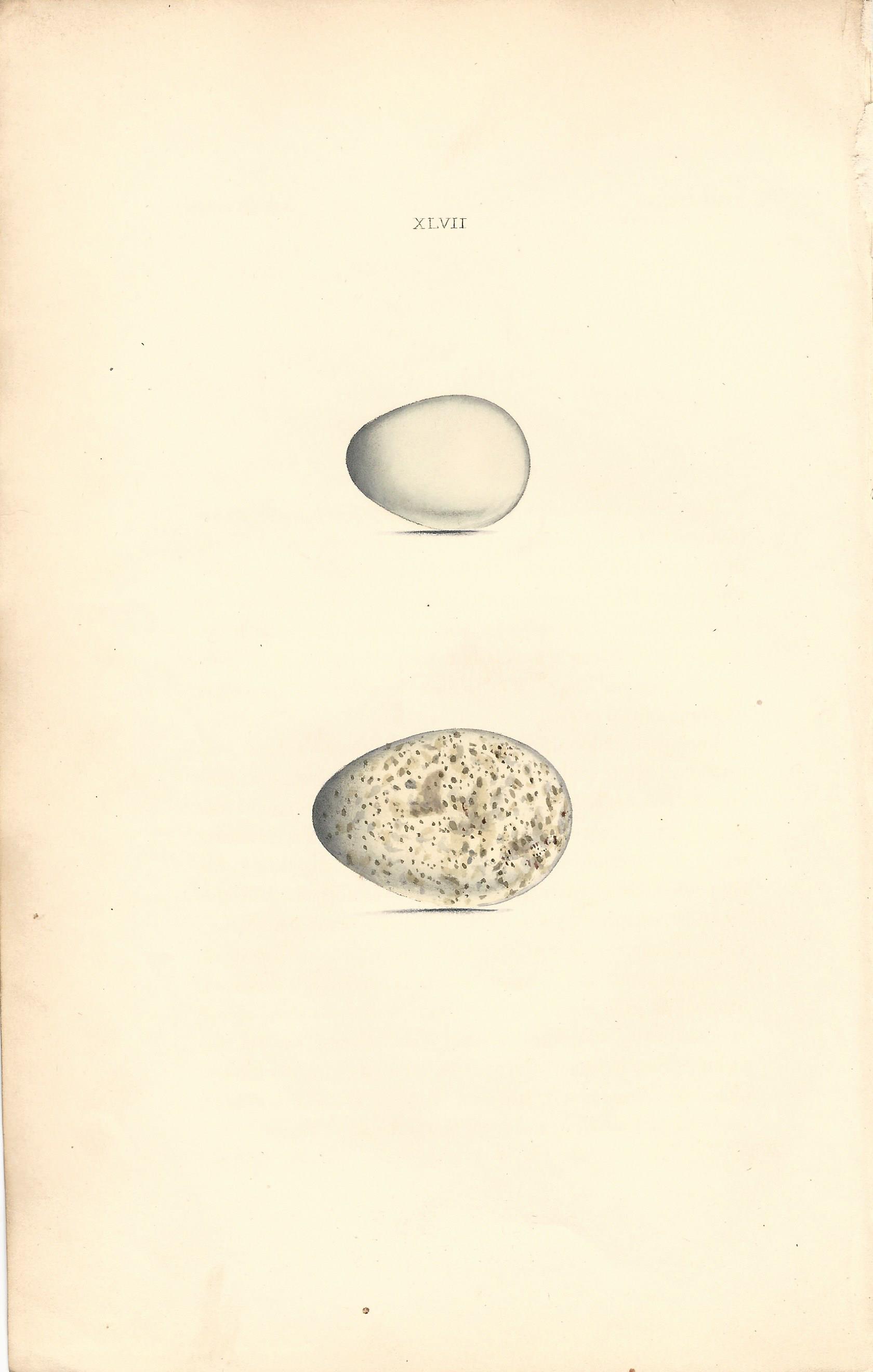 Starling hewitson Eggs of british Birds Antique Print Plate