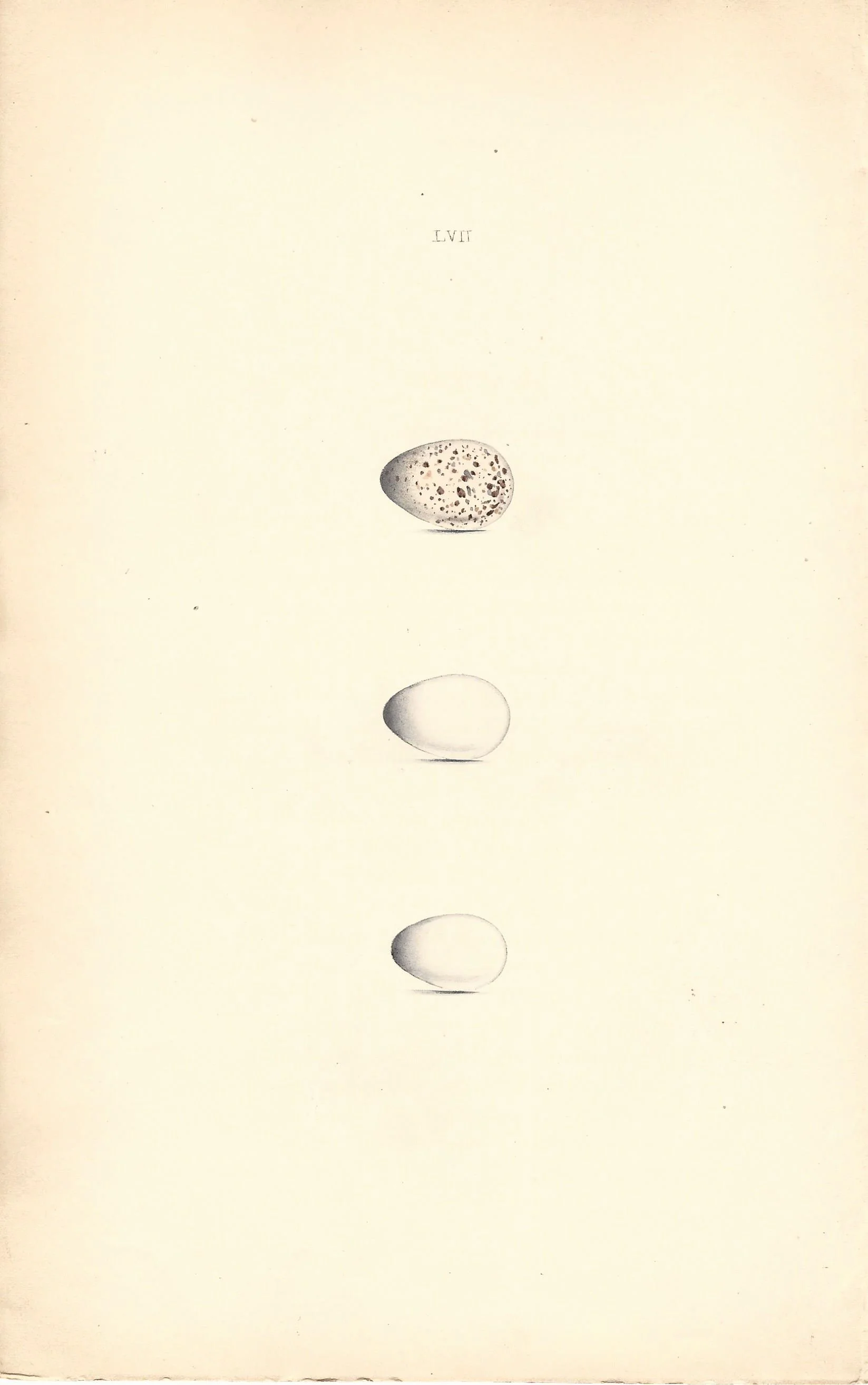 Swallow Hewitson Eggs of British Birds Antique Print Plate