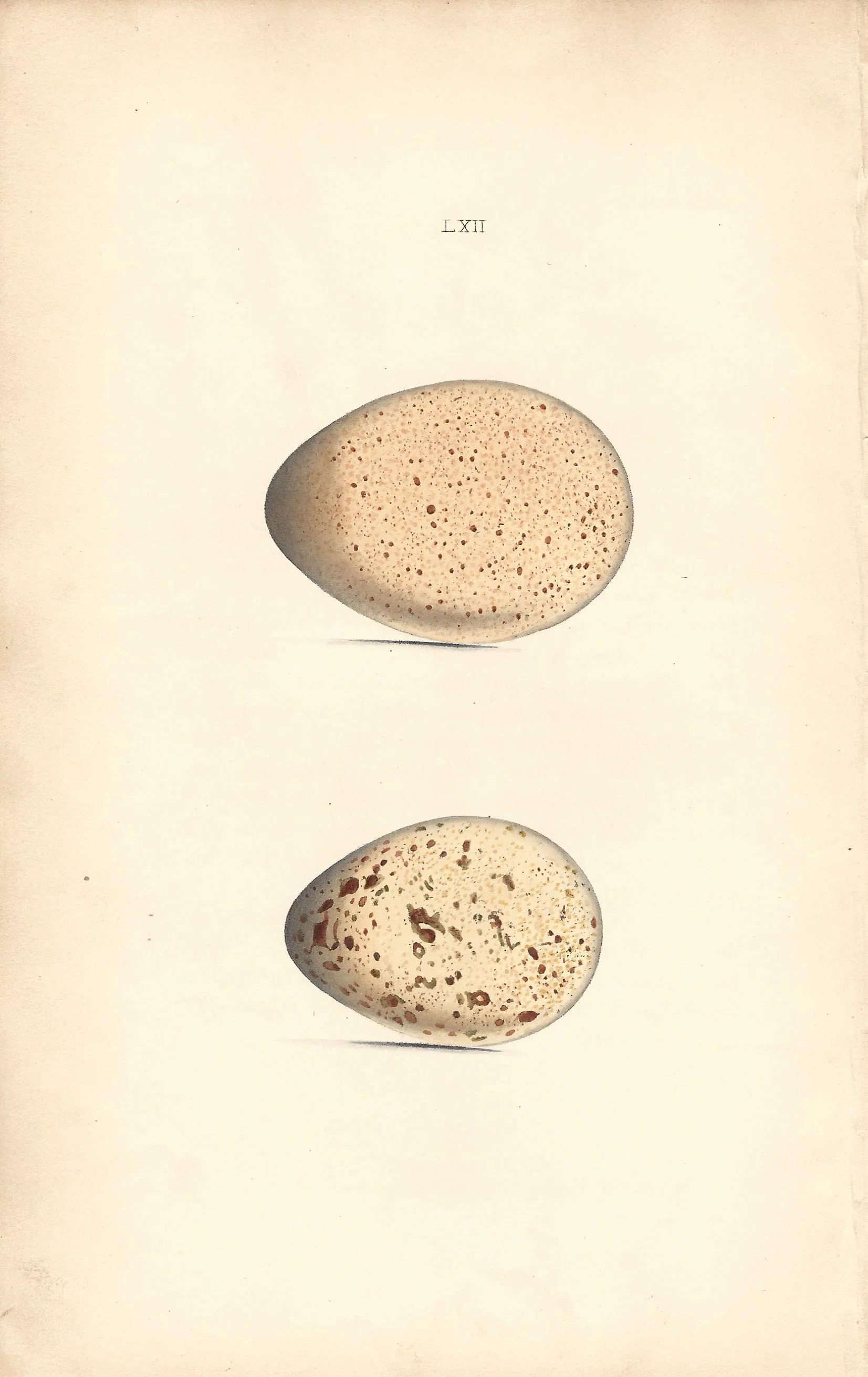 Wood grouse Hewitson Eggs of British Birds Antique Print Plate