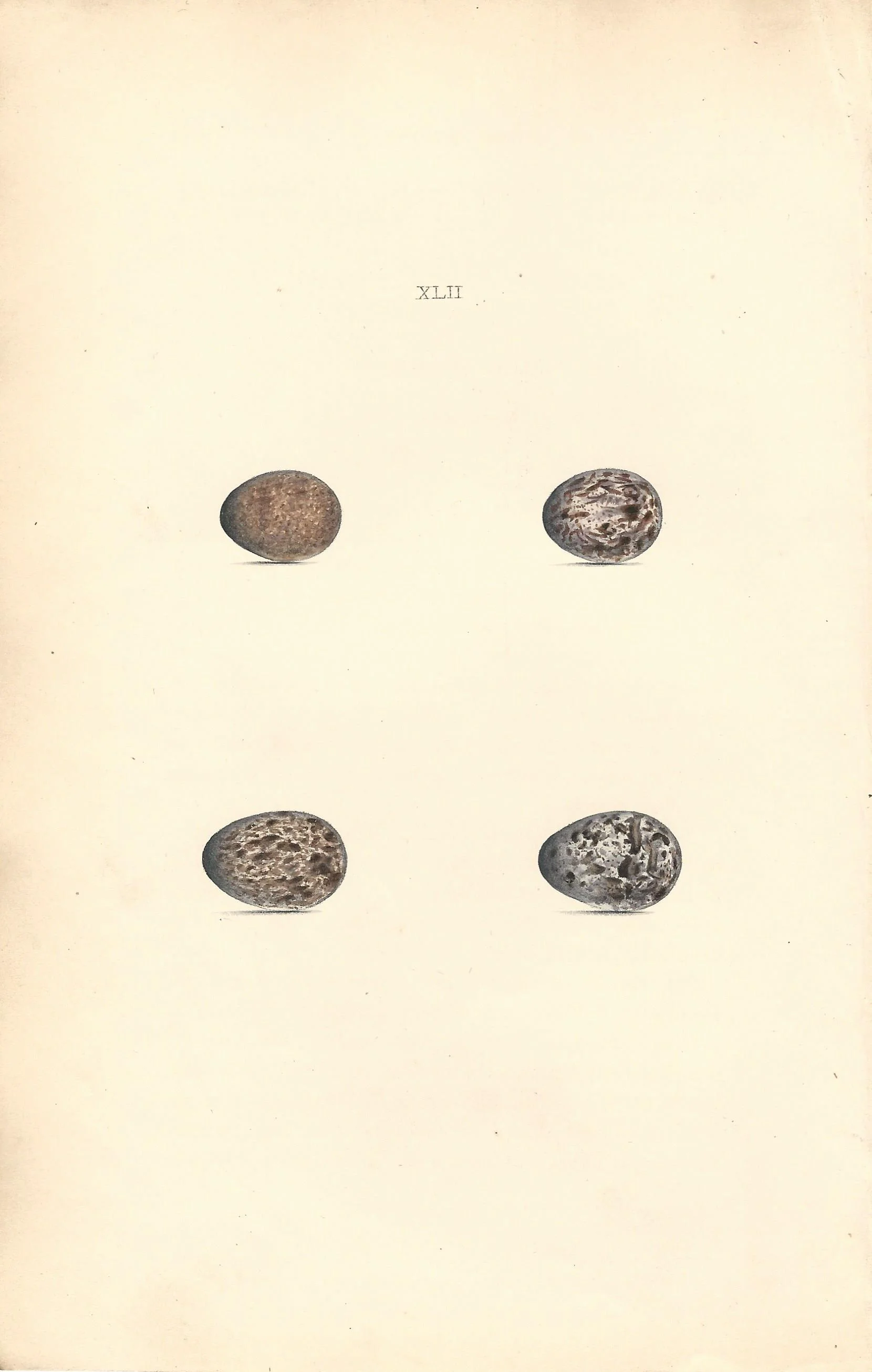 Tree Sparrow Hewitson Eggs of British Birds Antique Print Plate