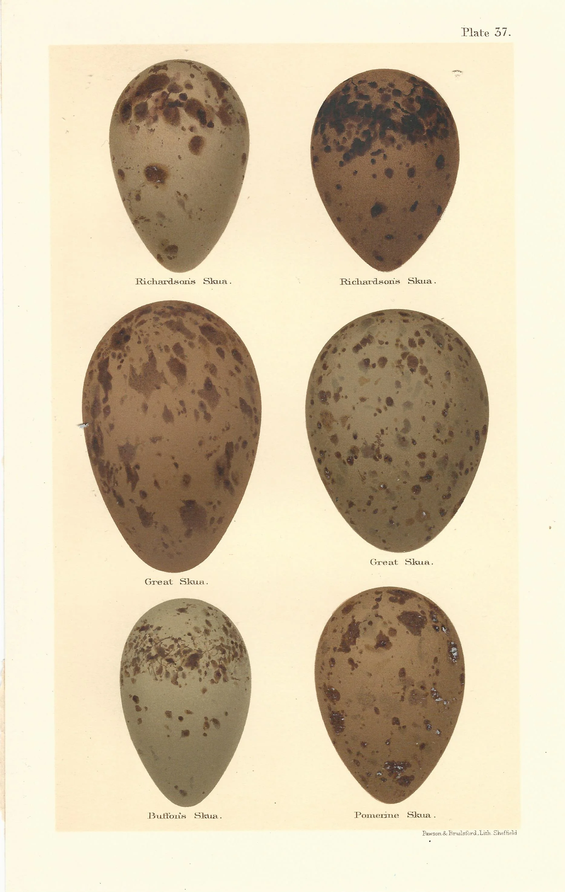Skua Seebohm Eggs of British Birds Antique Print Plate