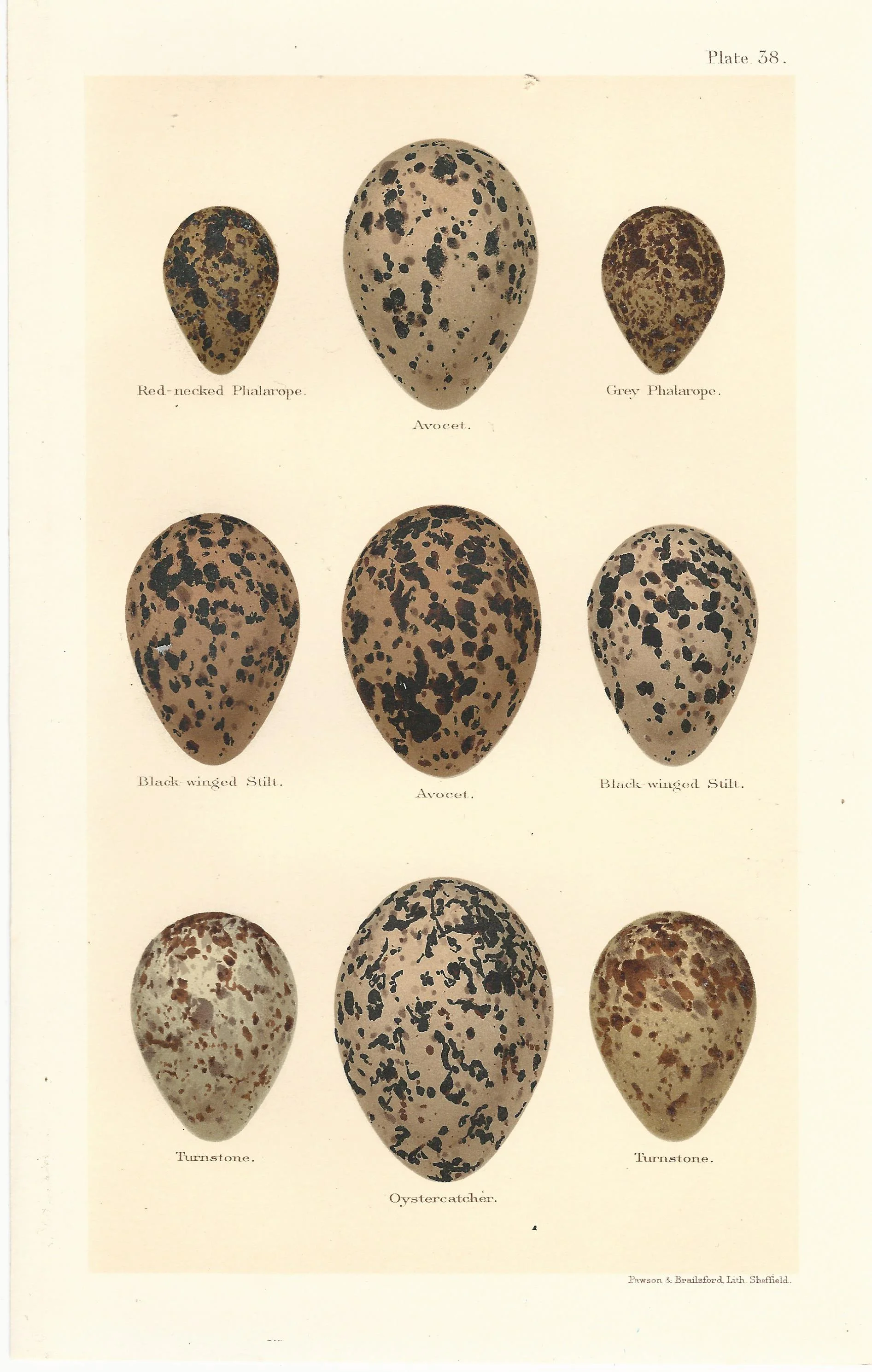 Avocet Stilts Seebohm Eggs of British Birds Antique Print Plate
