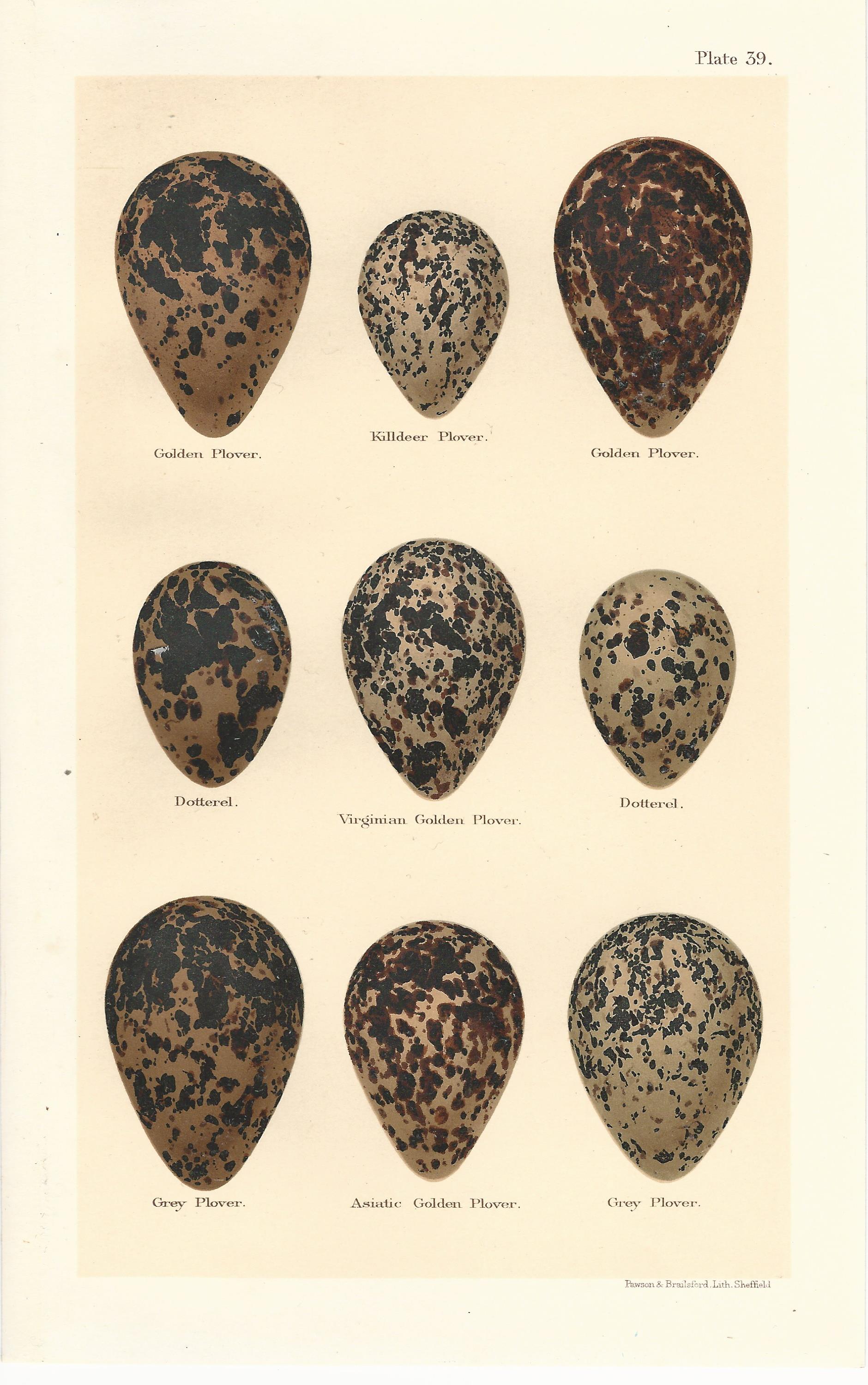 Plover Seebohm Eggs of British Birds Antique Print Plate