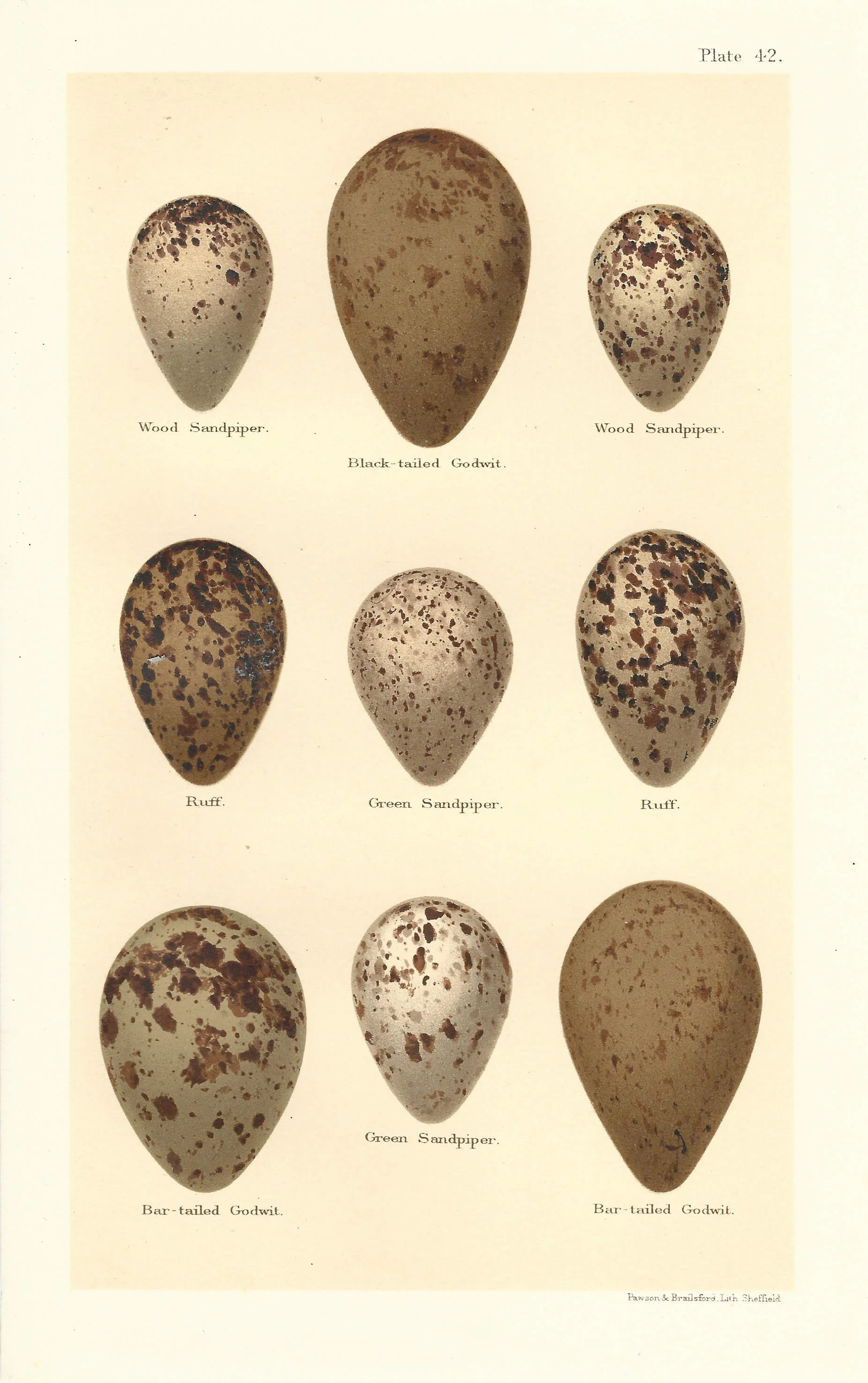 Sandpiper Godwit Seebohm Eggs of British Birds Antique Print Plate