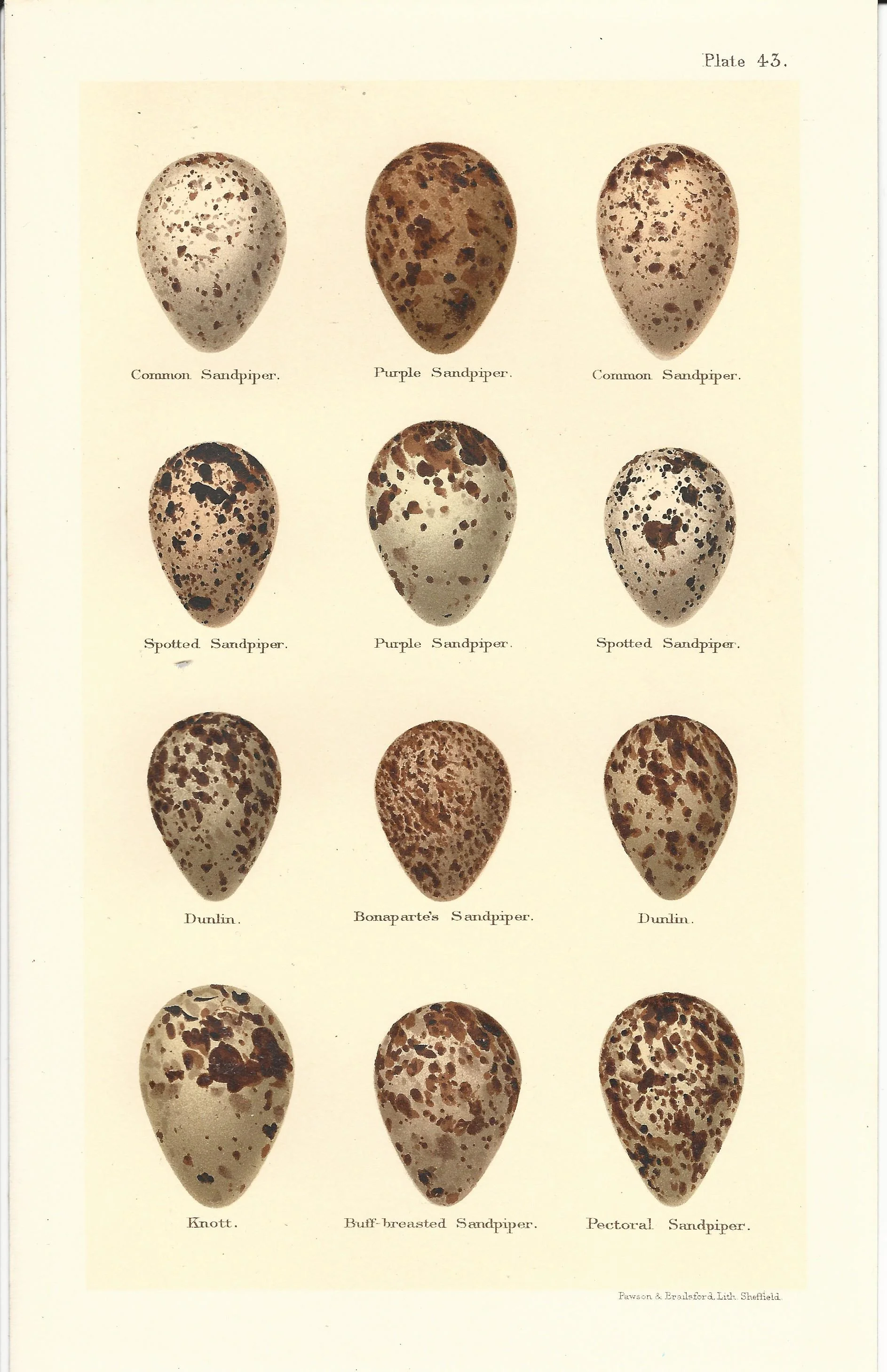 Sandpiper Seebohm Eggs of British Birds Antique Print Plate