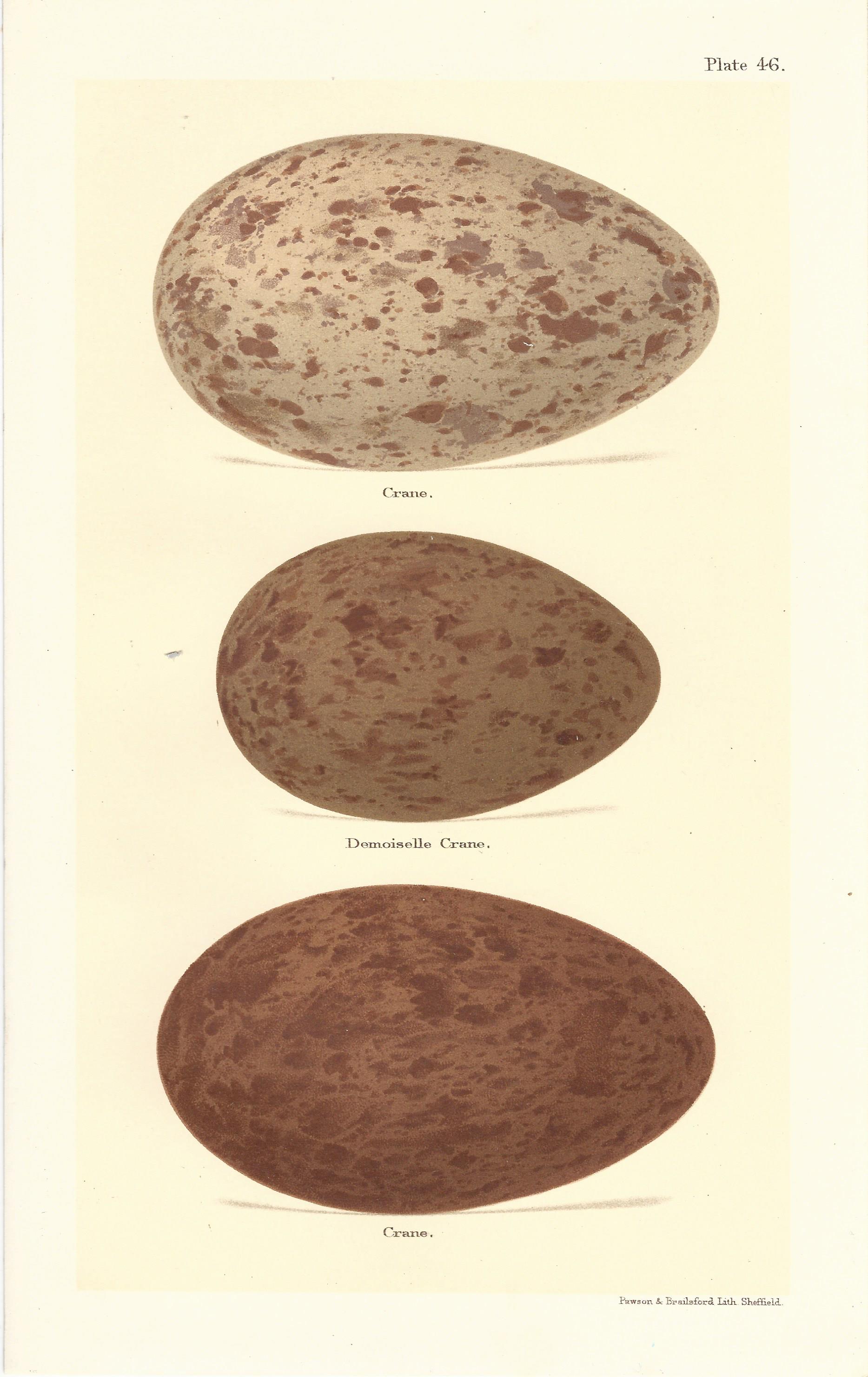 Crane Seebohm Eggs of British Birds antique print plate