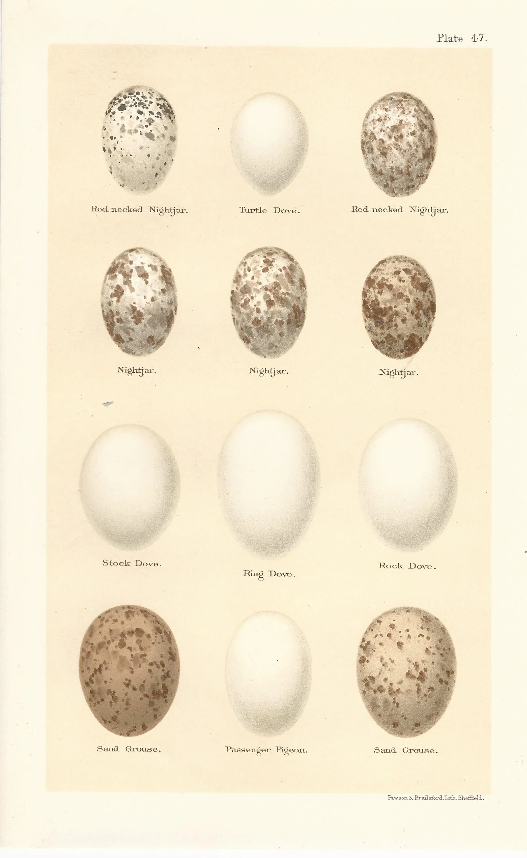 Nightjar Dove Seebohm Eggs of British Birds Antique print plate